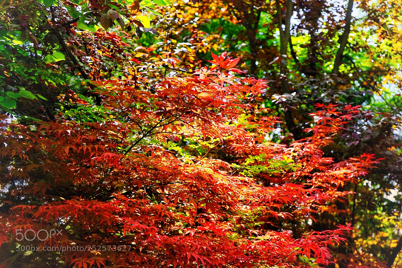 Sony a7 sample photo. Untitled photography