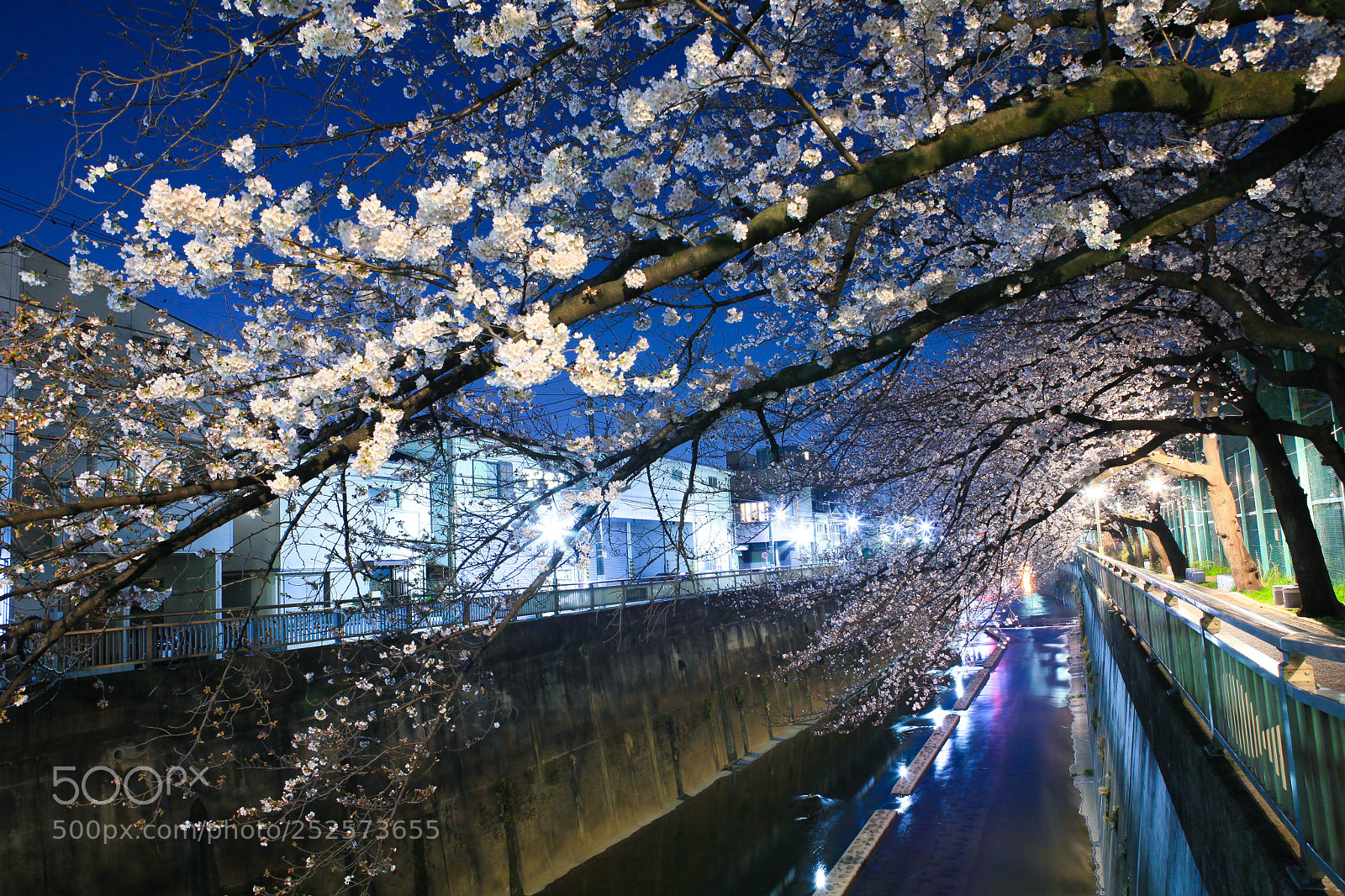 Canon EOS 5D Mark II sample photo. Cherry blossom night 4 photography
