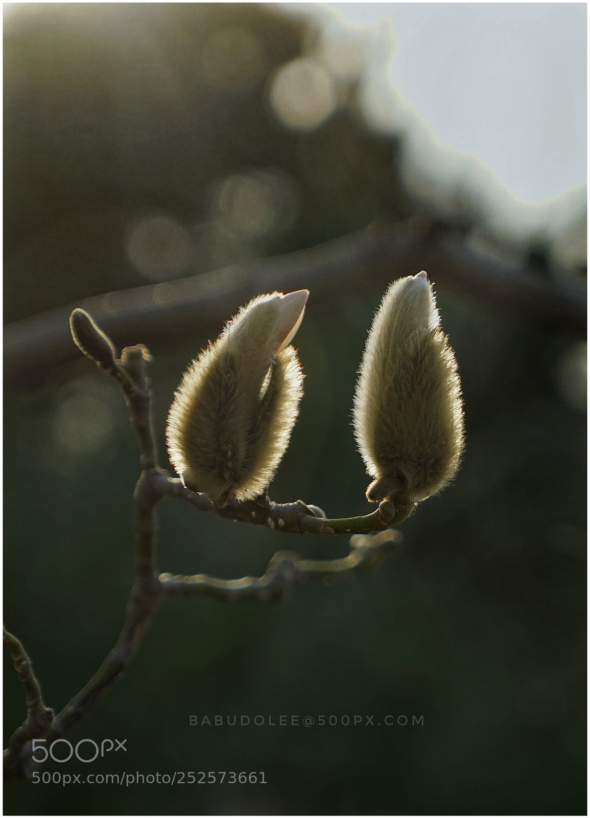 Sony a7 sample photo. Magnolia photography
