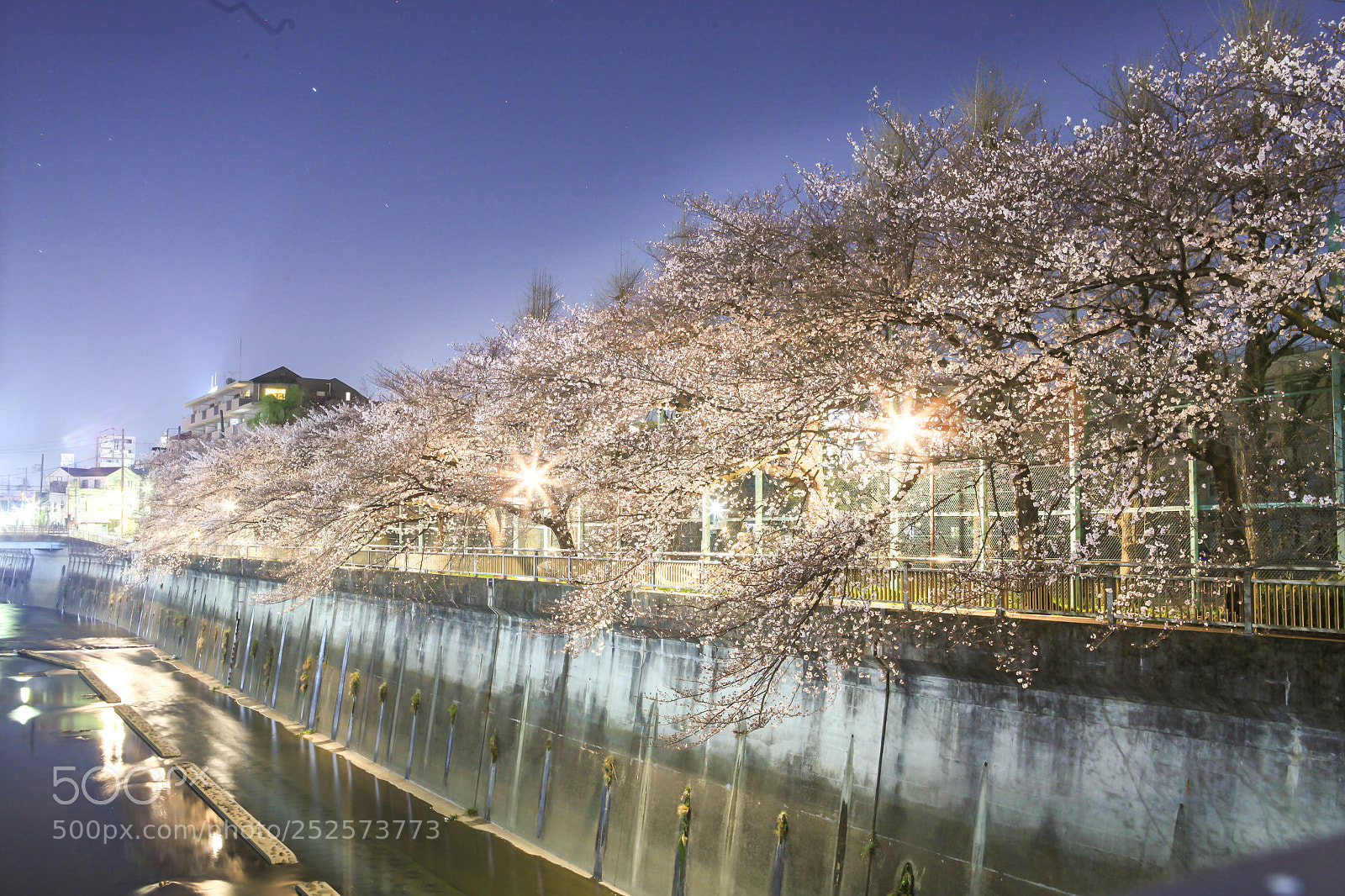 Canon EOS 5D Mark II sample photo. Cherry blossom night 5 photography