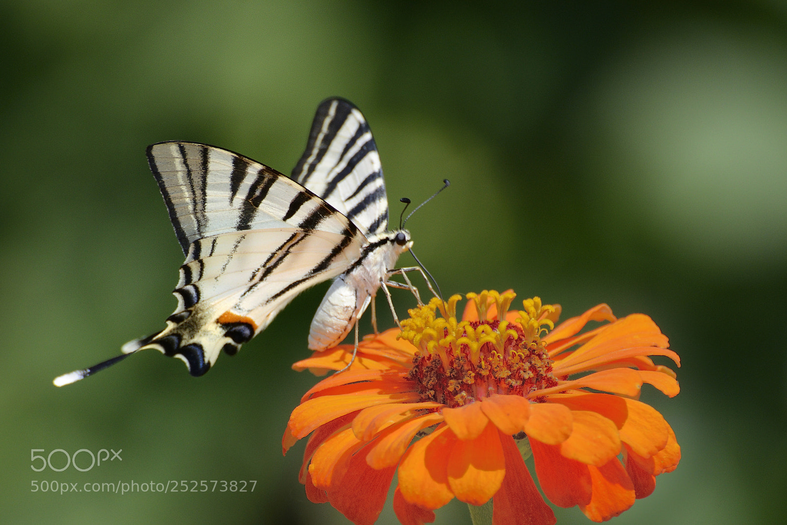 Nikon D7000 sample photo. Iphiclides podalirius (scarce swallowtail) photography