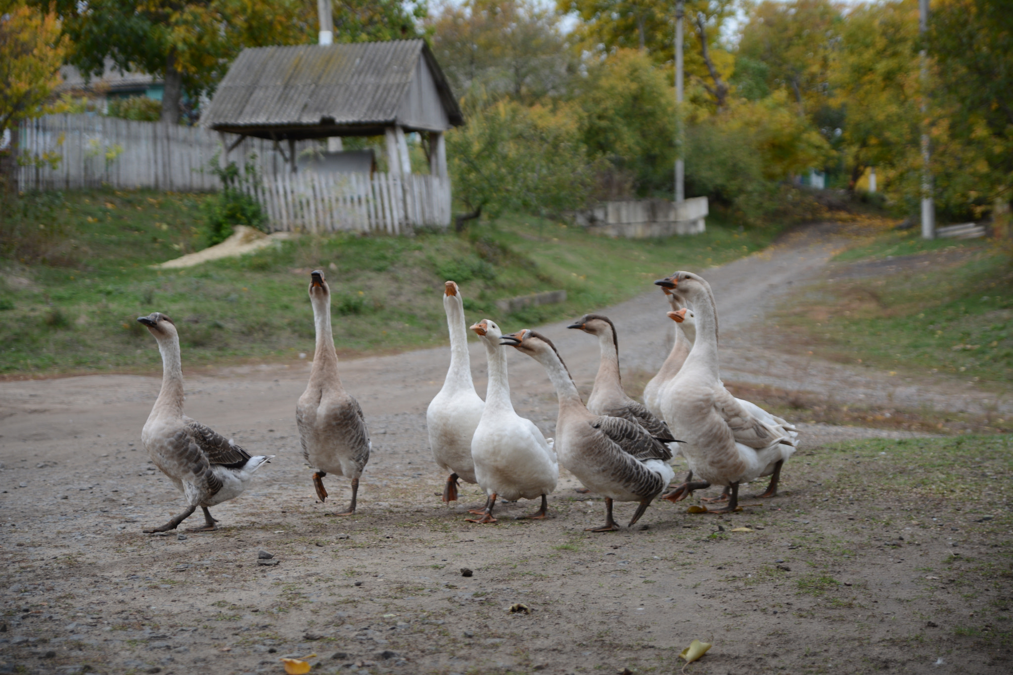 Nikon D7100 sample photo