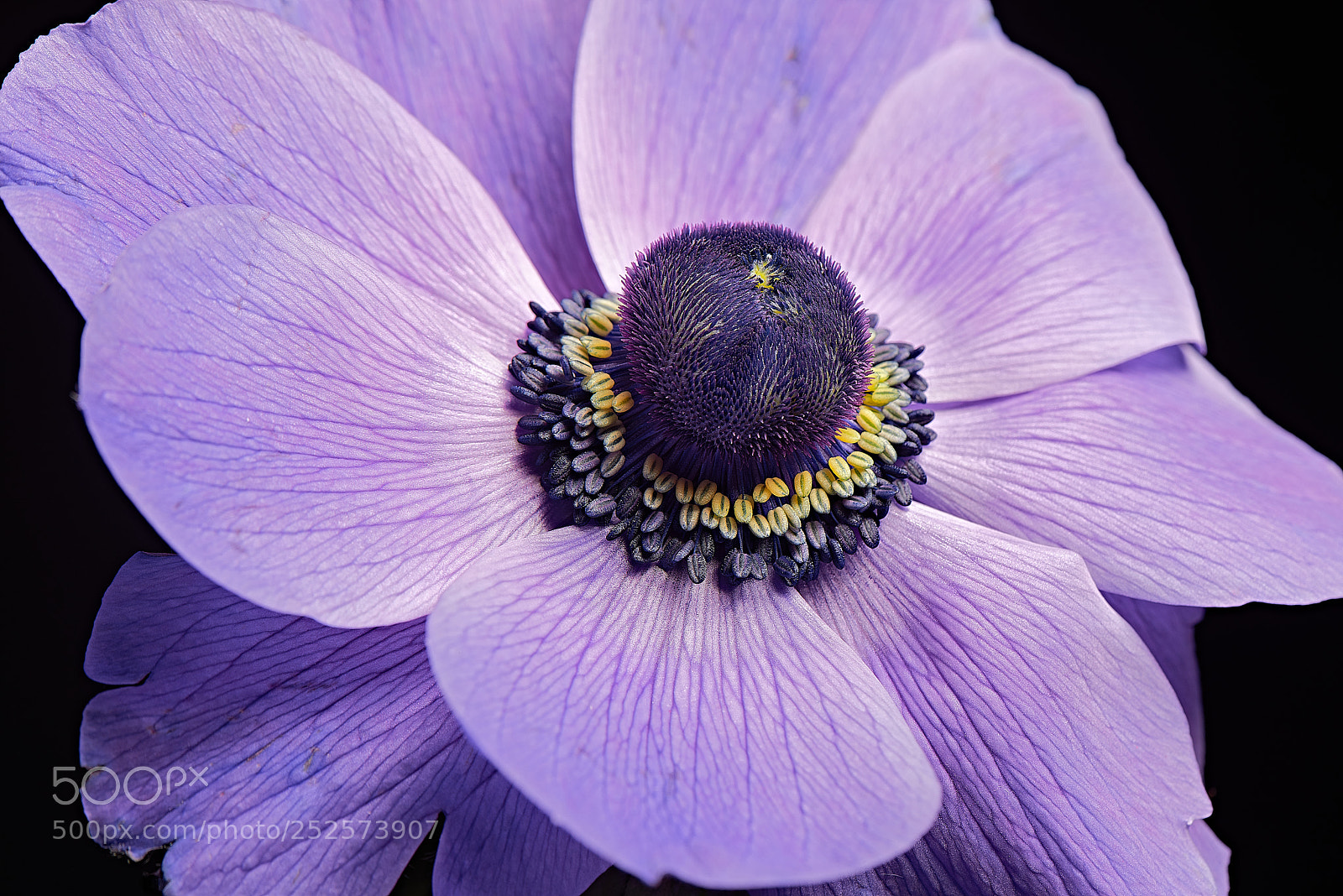 Nikon D810 sample photo. The whole story photography