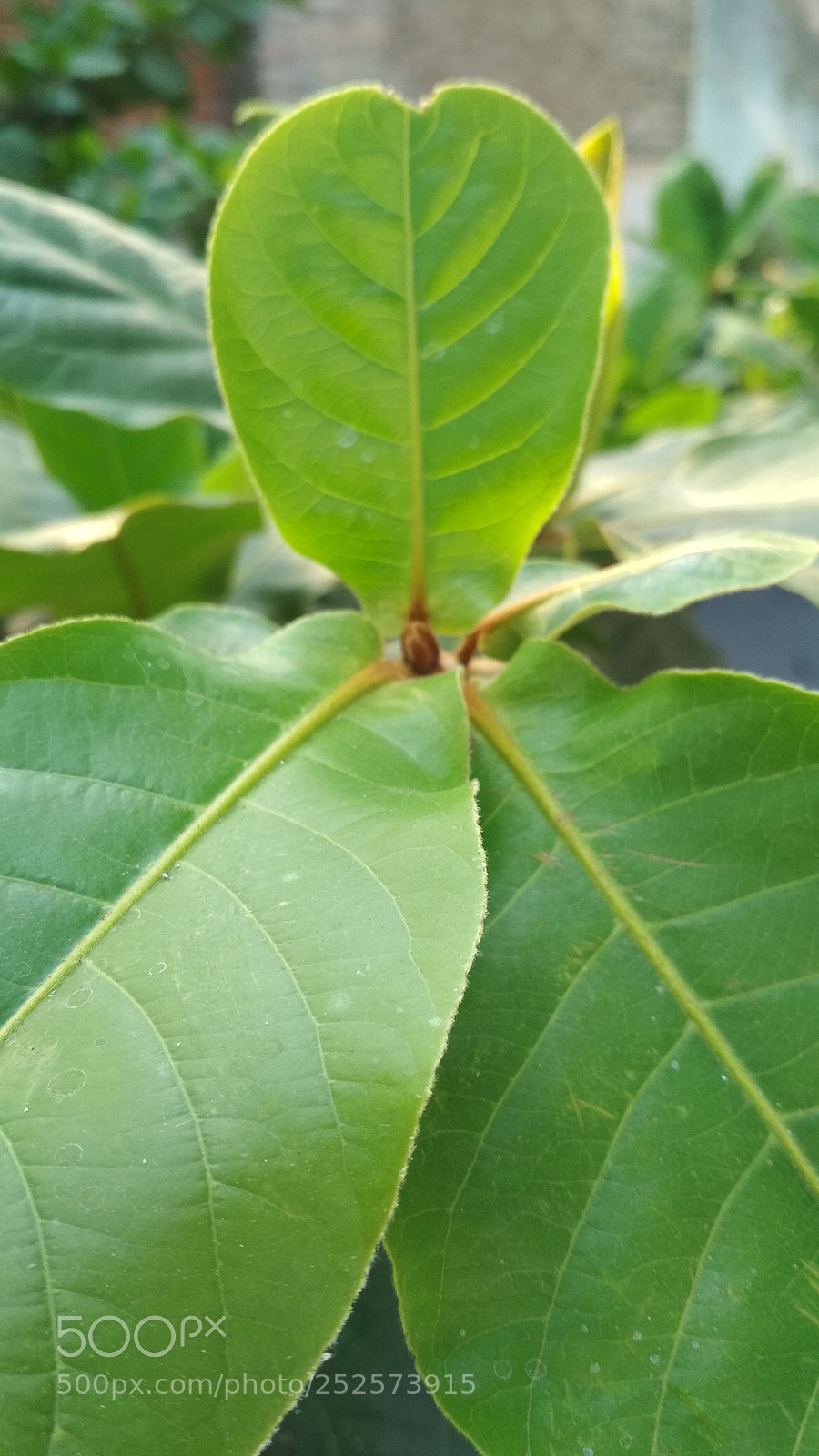 Xiaomi Redmi 4X sample photo. Almond leaf photography