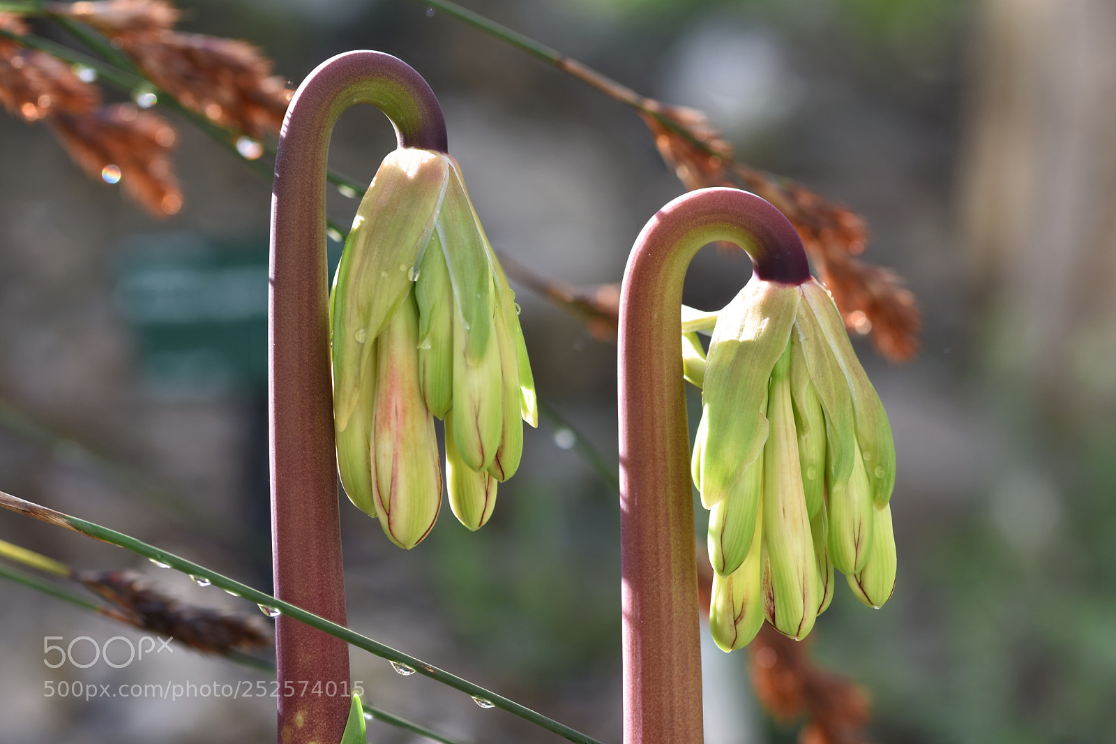 Nikon D7200 sample photo. Cyrtanthus falcatus photography