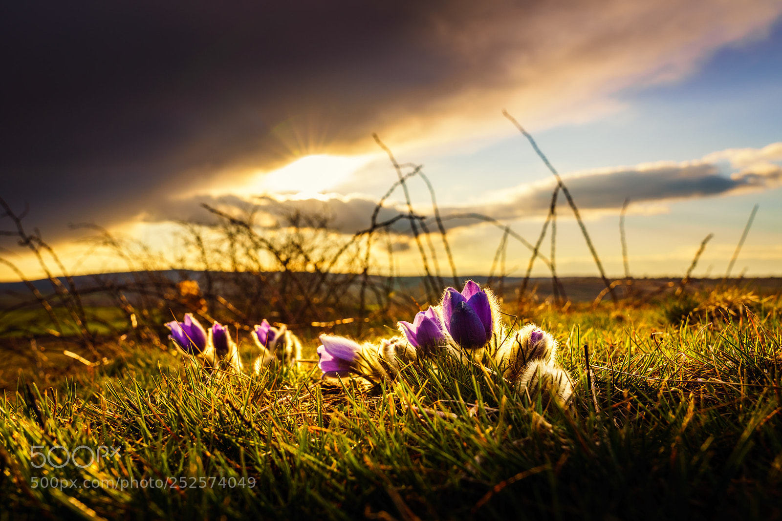 Sony a7R III sample photo. Pulsatilla grandis photography