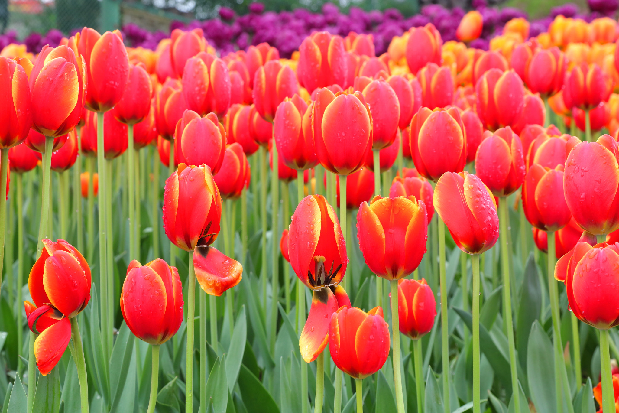 Canon EOS 5DS R sample photo. Tulip photography