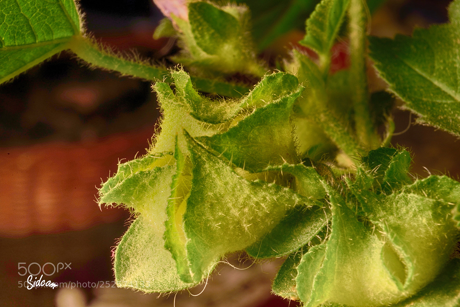 Nikon D3300 sample photo. Fruits of malva nicaeensis photography