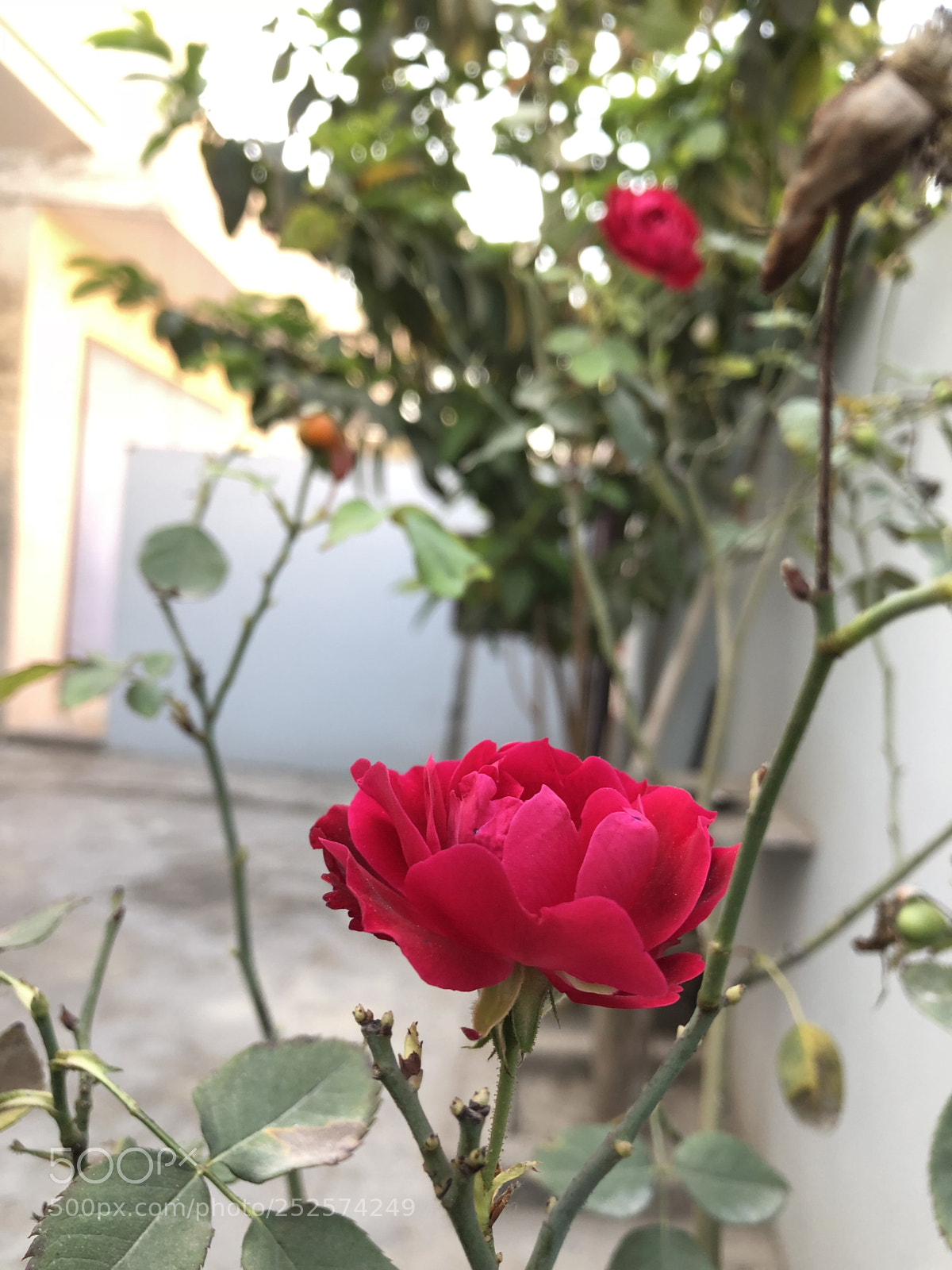 Apple iPhone 8 Plus sample photo. Bokeh | flower | rose photography