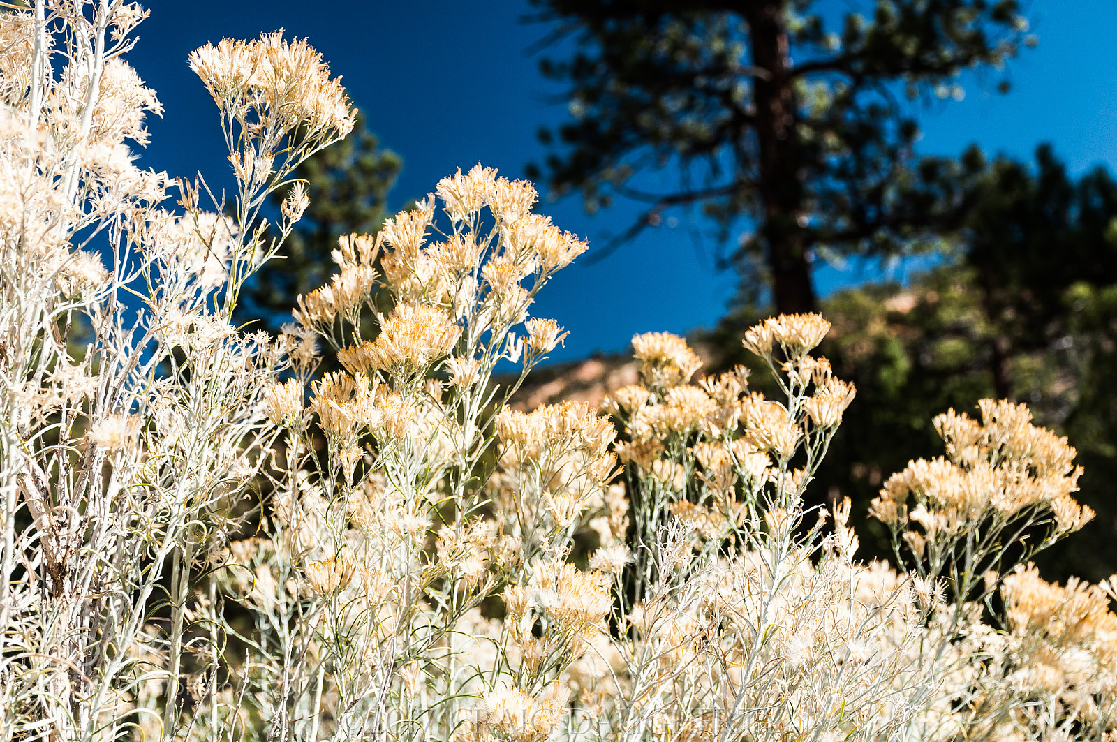 Nikon D90 sample photo. Dried flowers, utah roadside photography