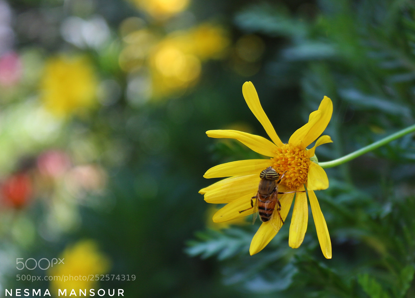 Canon EOS 700D (EOS Rebel T5i / EOS Kiss X7i) sample photo. Untitled photography