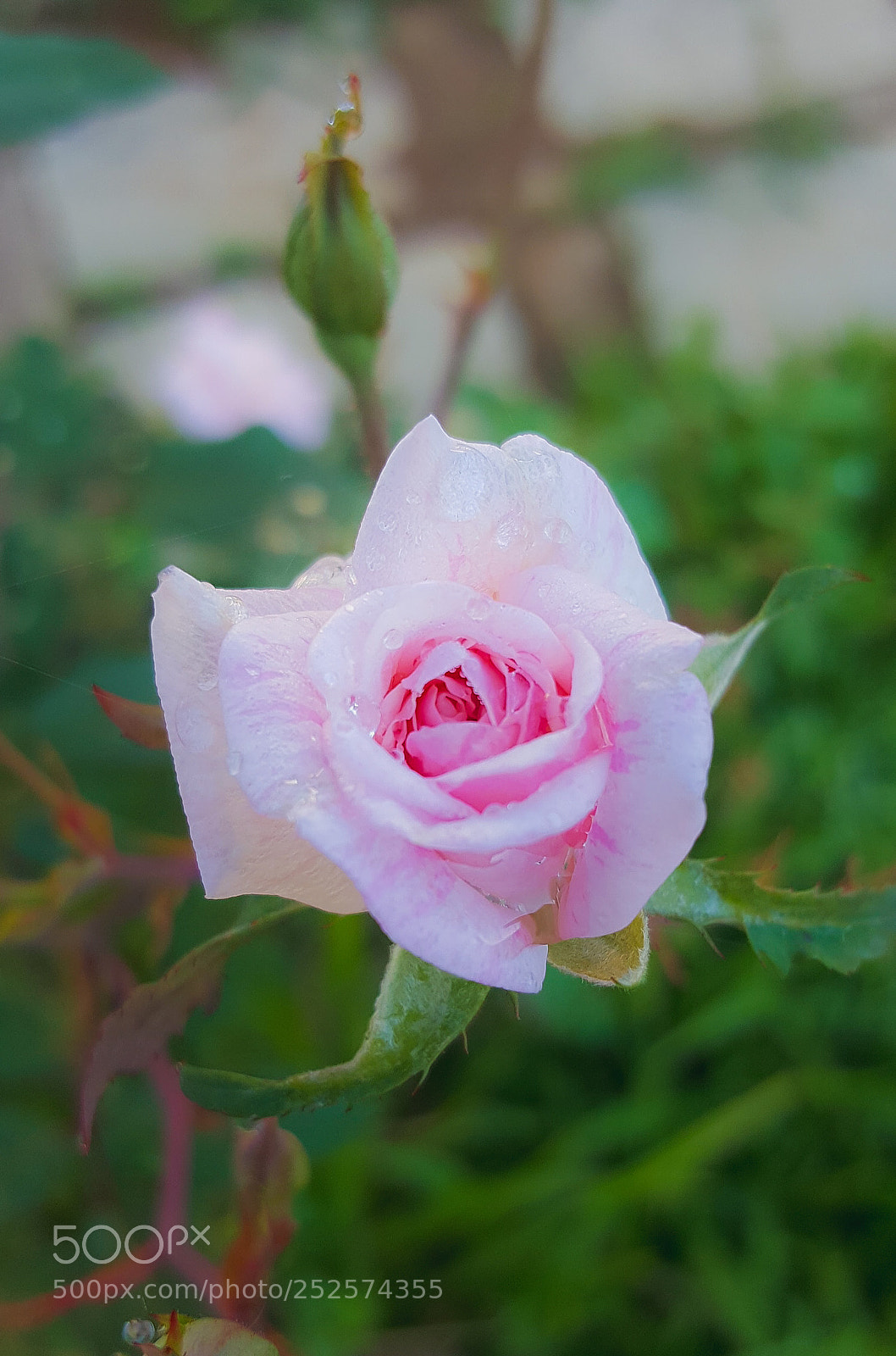 Samsung Galaxy Note5 sample photo. Flowers photography
