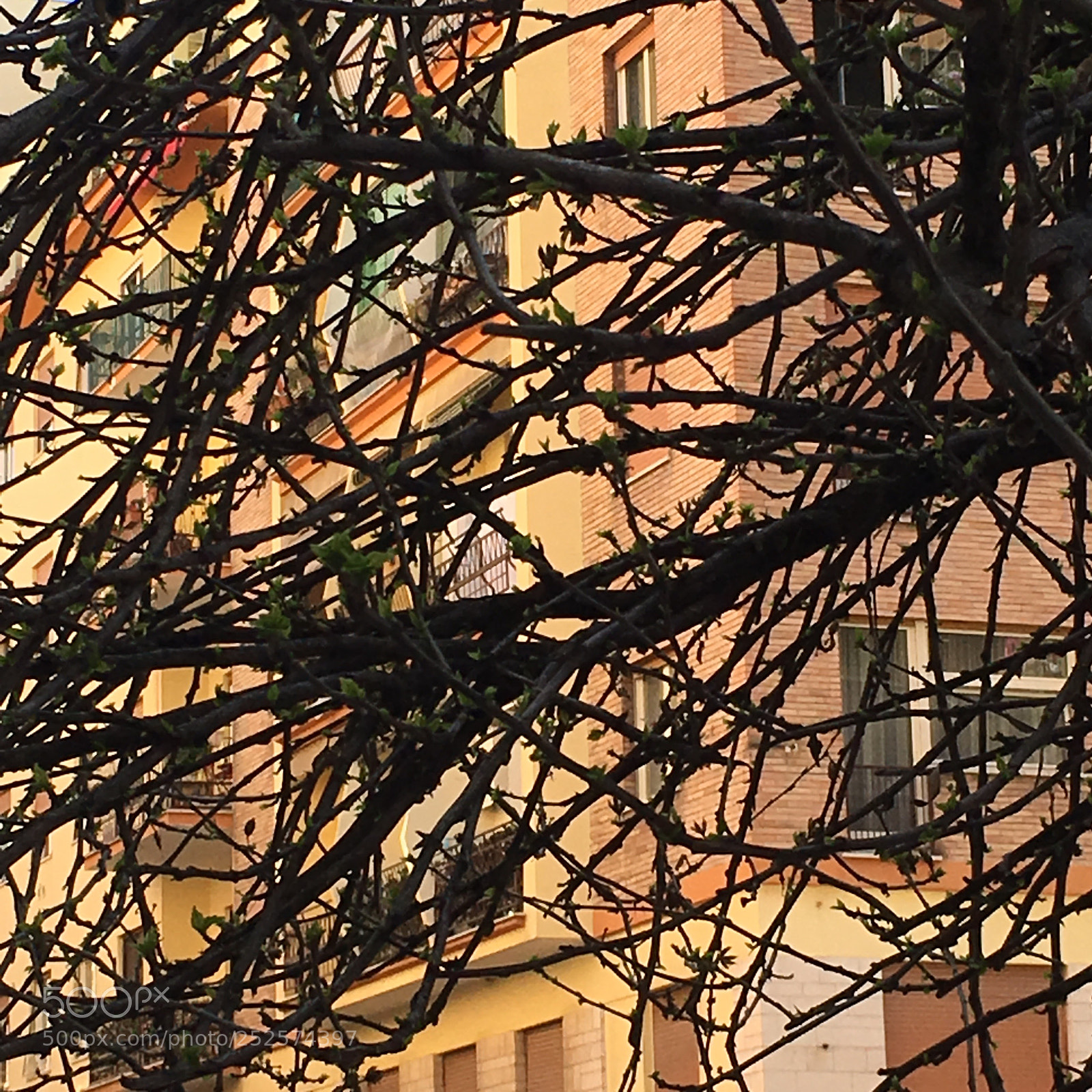 Apple iPhone 6s sample photo. Untitled photography
