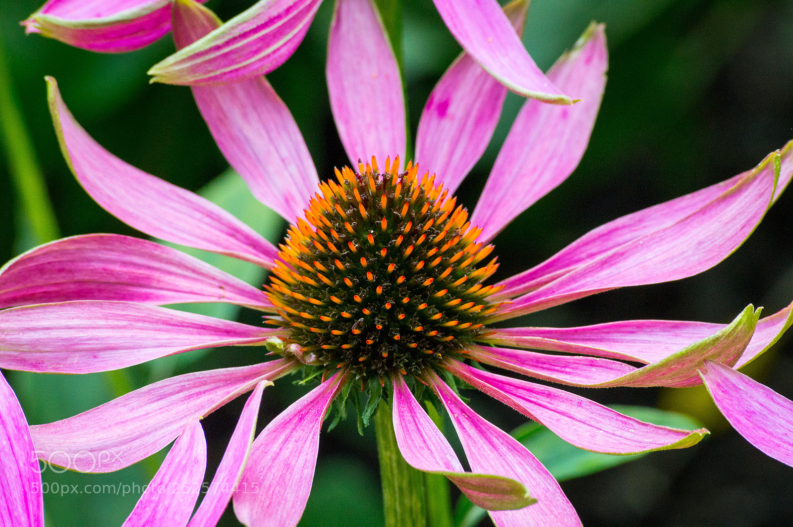 Nikon D3200 sample photo. Colorful flower photography