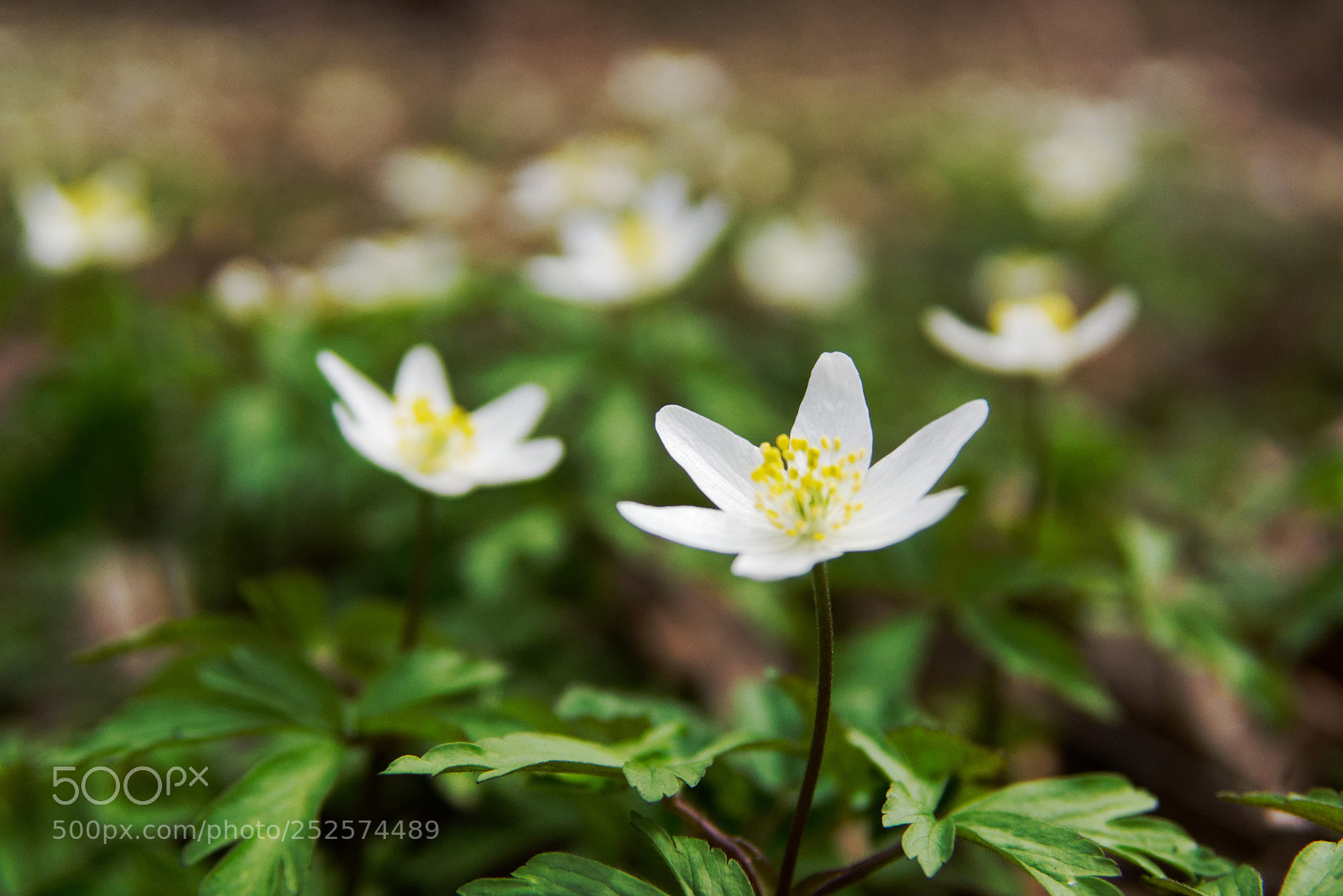 Sony SLT-A77 sample photo. The spring explosion photography