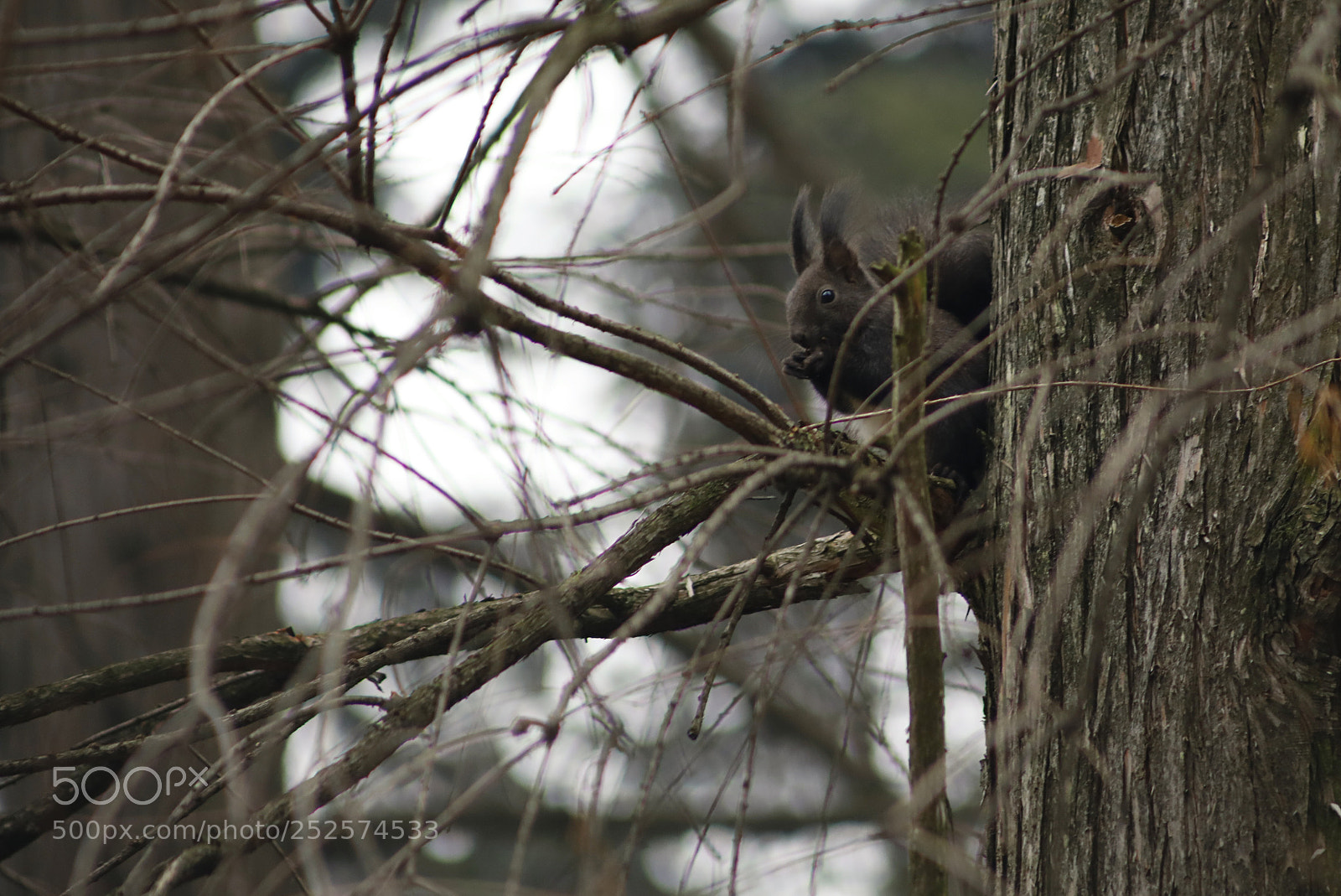 Canon EOS 5D Mark IV sample photo. Squirrel photography