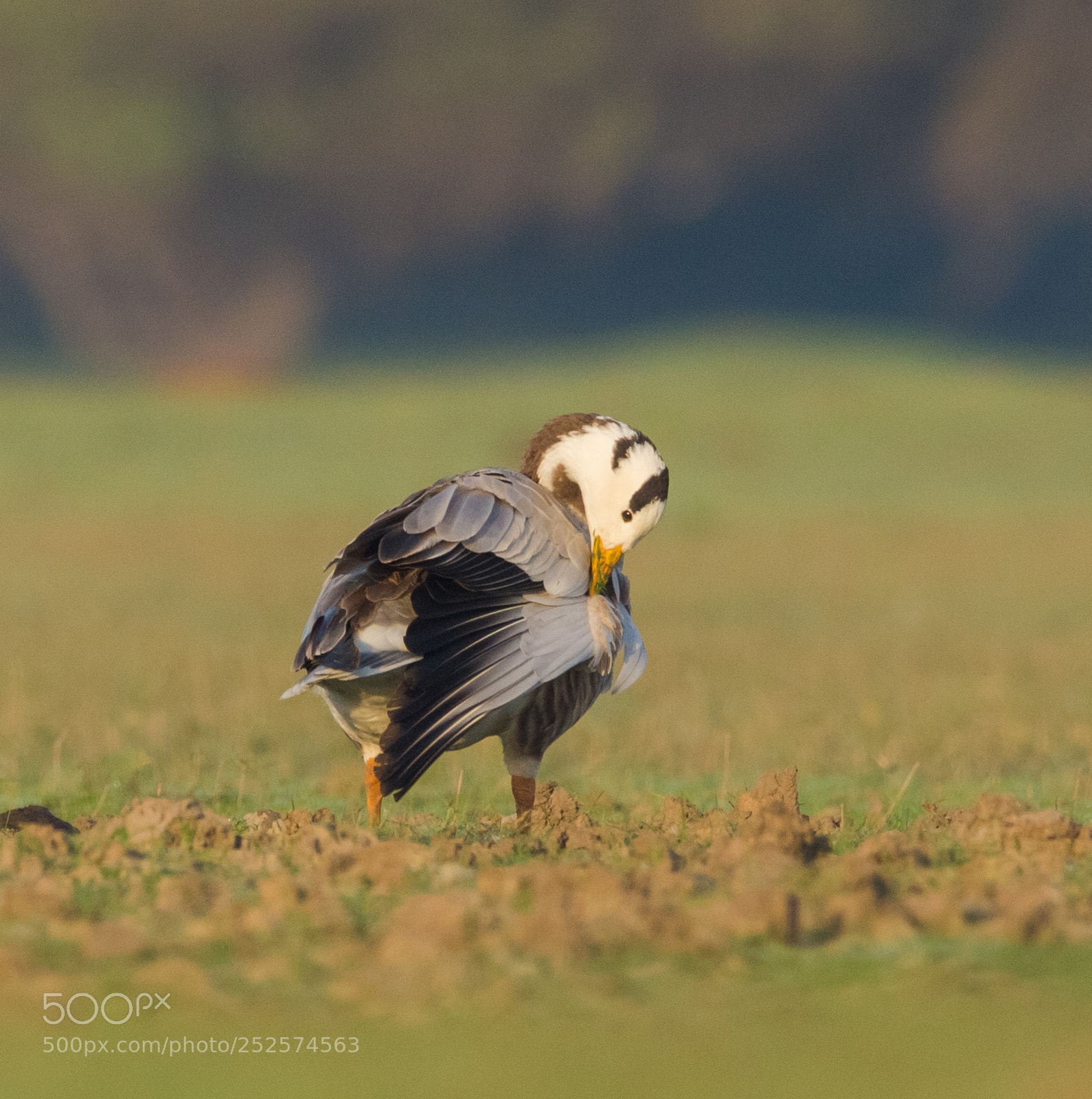Canon EOS 700D (EOS Rebel T5i / EOS Kiss X7i) sample photo. Bar headed goose photography