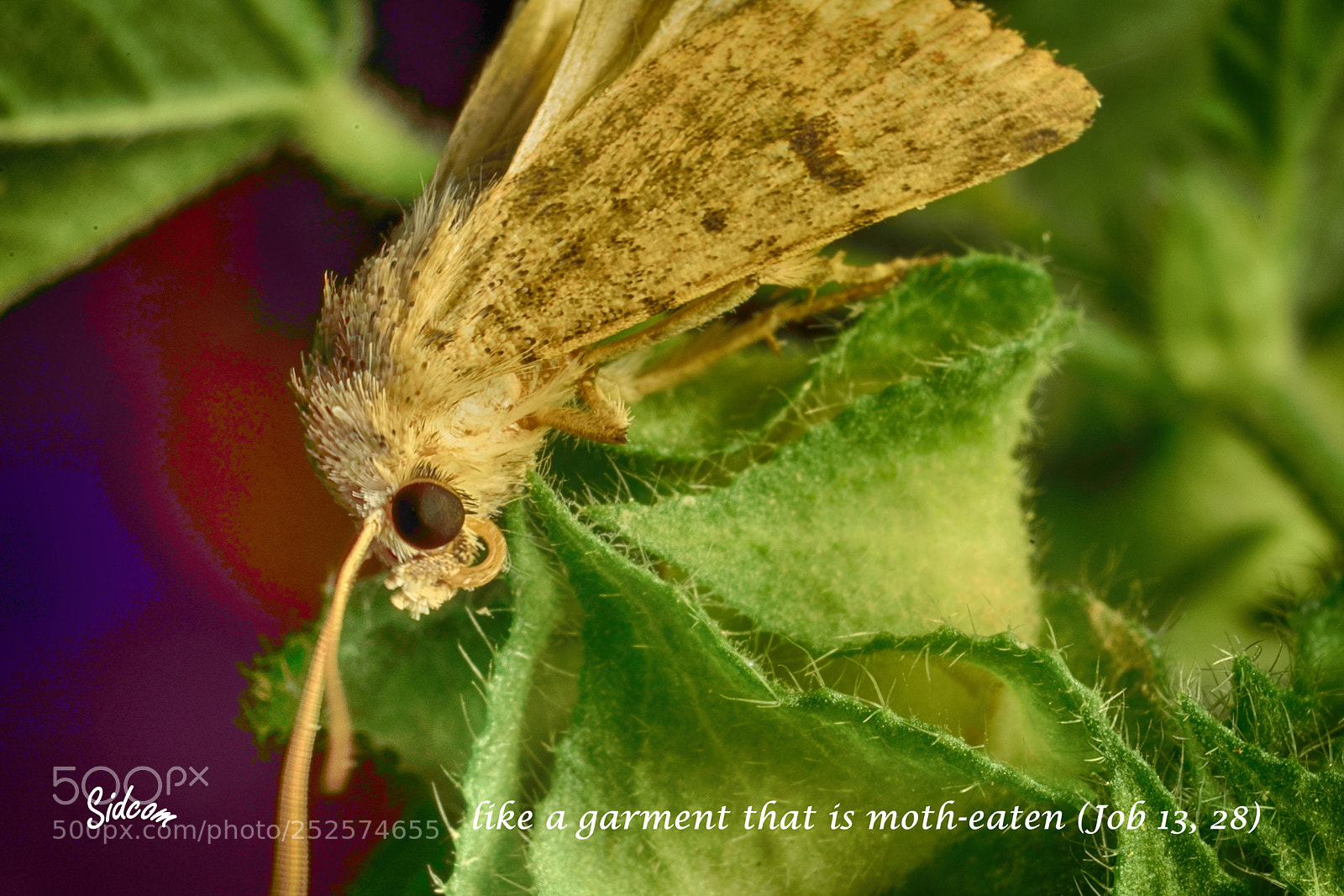 Nikon D3300 sample photo. Moth seating on malva photography