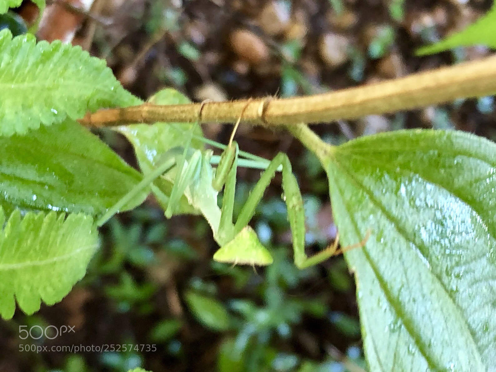 Apple iPhone 8 sample photo. Garden  photography