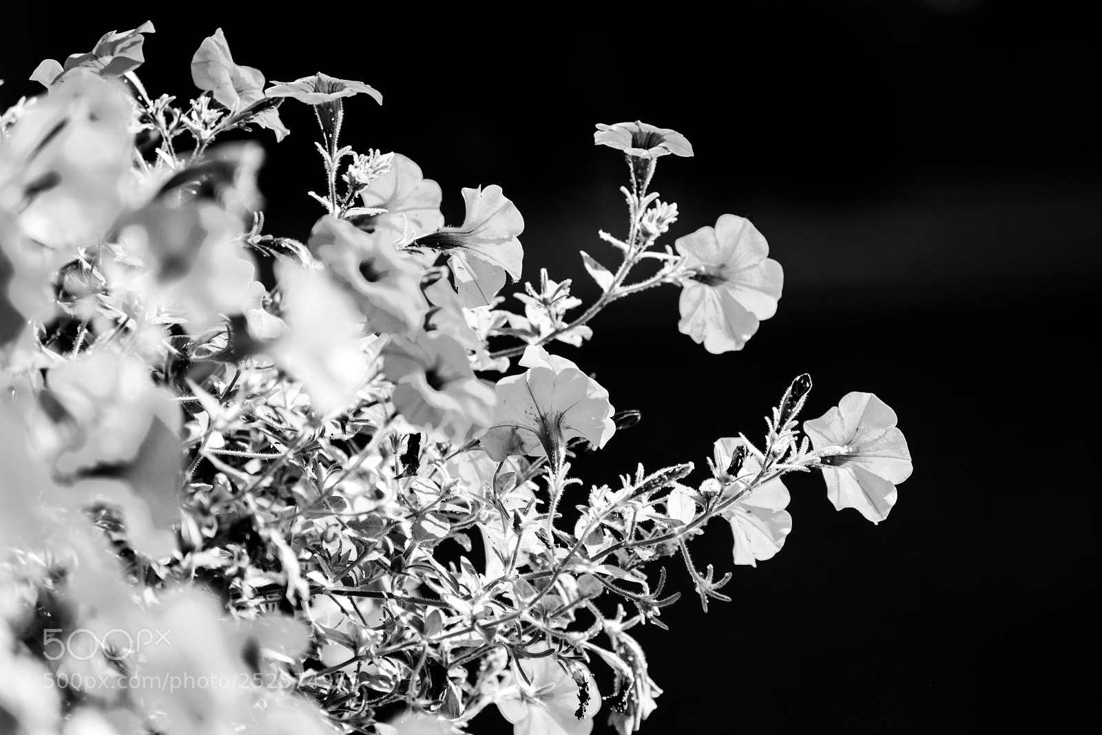 Nikon D600 sample photo. Street flowers  photography