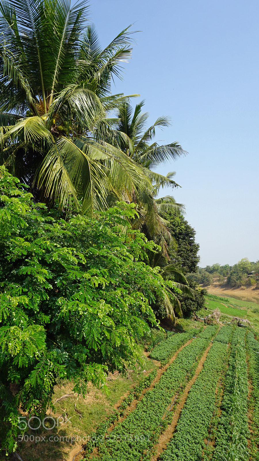 Sony a6000 sample photo. Farmland at tonle sap photography