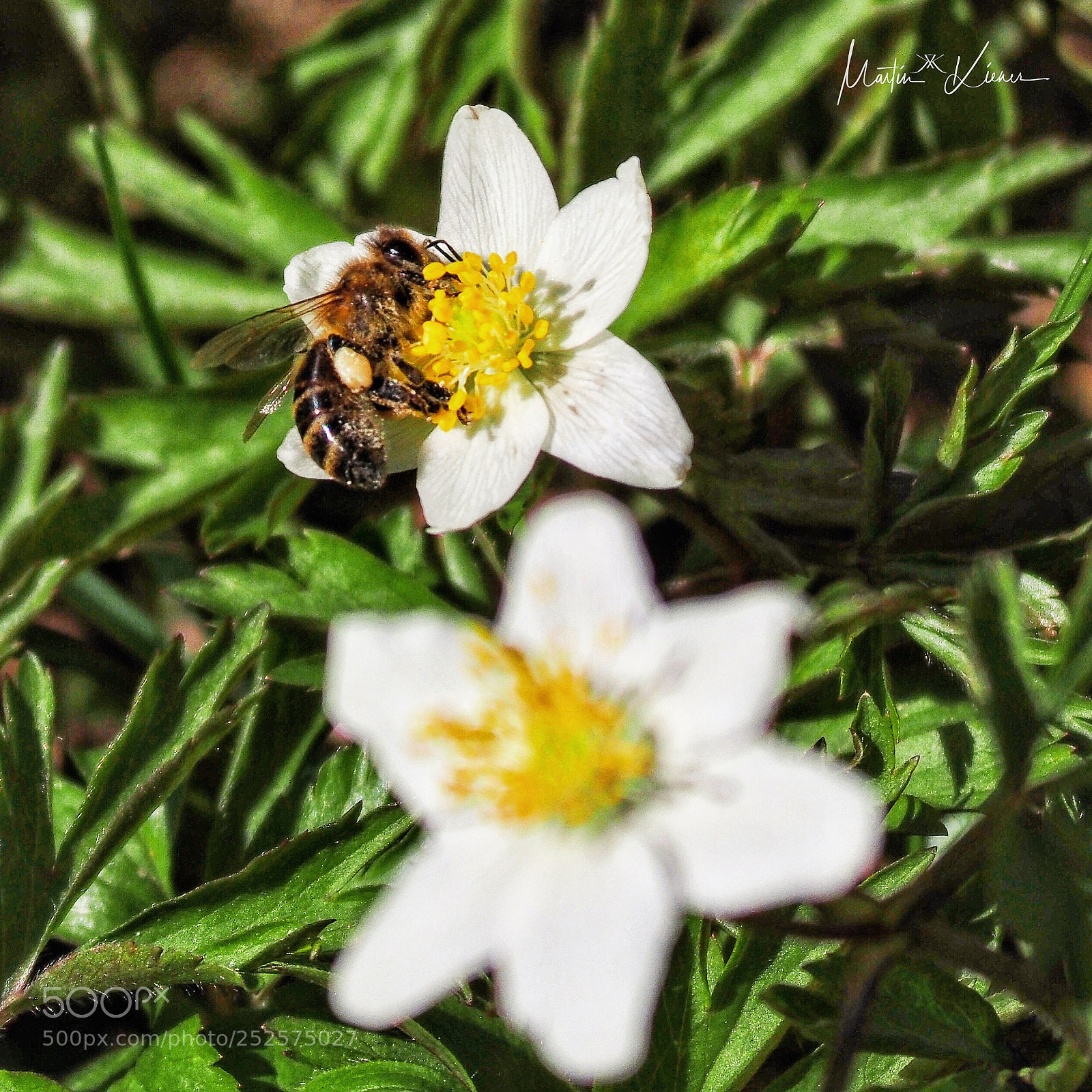 Olympus OM-D E-M1 Mark II sample photo. It‘s springtime! photography