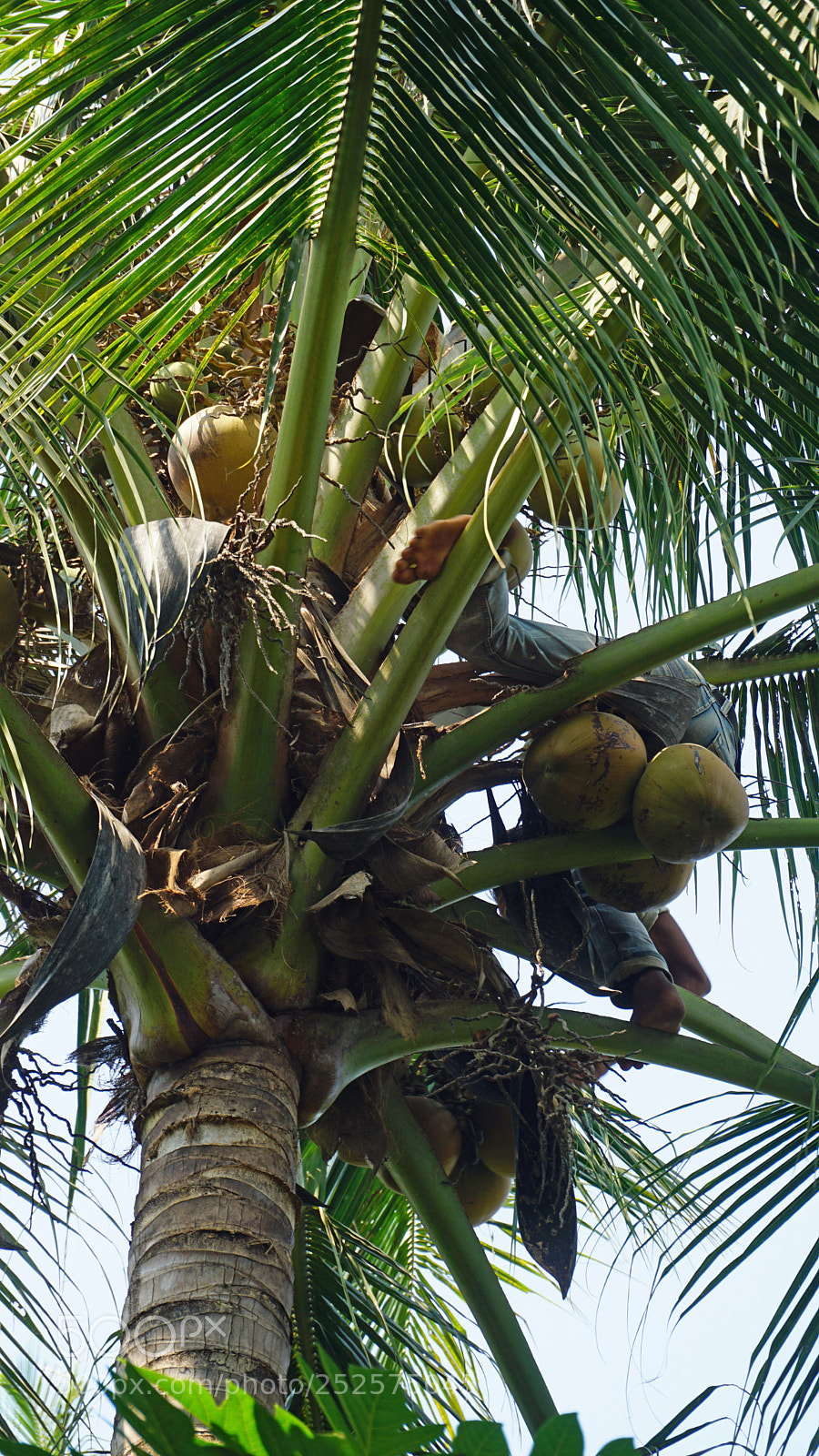 Sony a6000 sample photo. Cropping a coconut photography