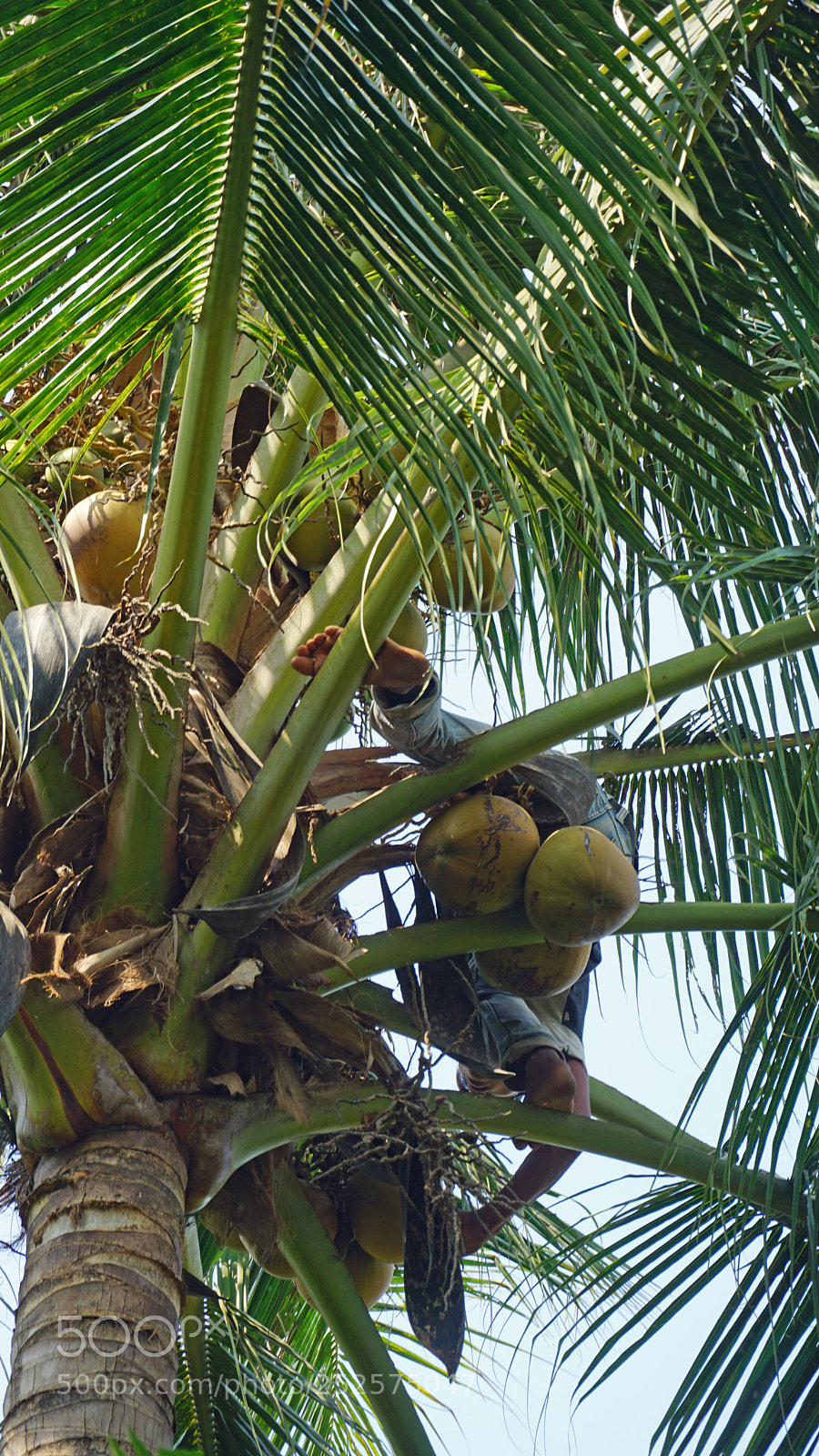 Sony a6000 sample photo. Cropping a coconut photography