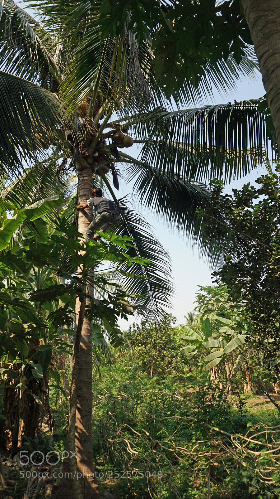 Sony a6000 sample photo. Cropping a coconut photography