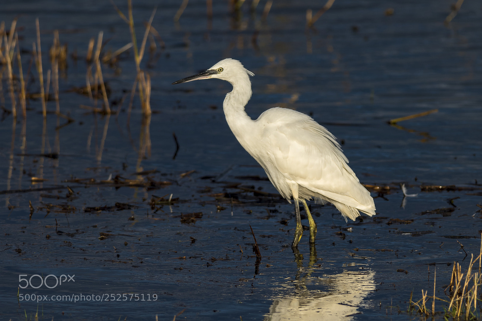 Nikon D810 sample photo. Little egret photography