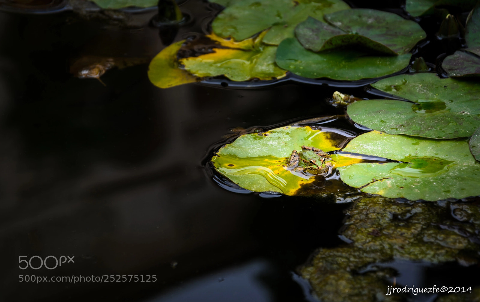 Nikon D5100 sample photo. Estanque vivo. photography