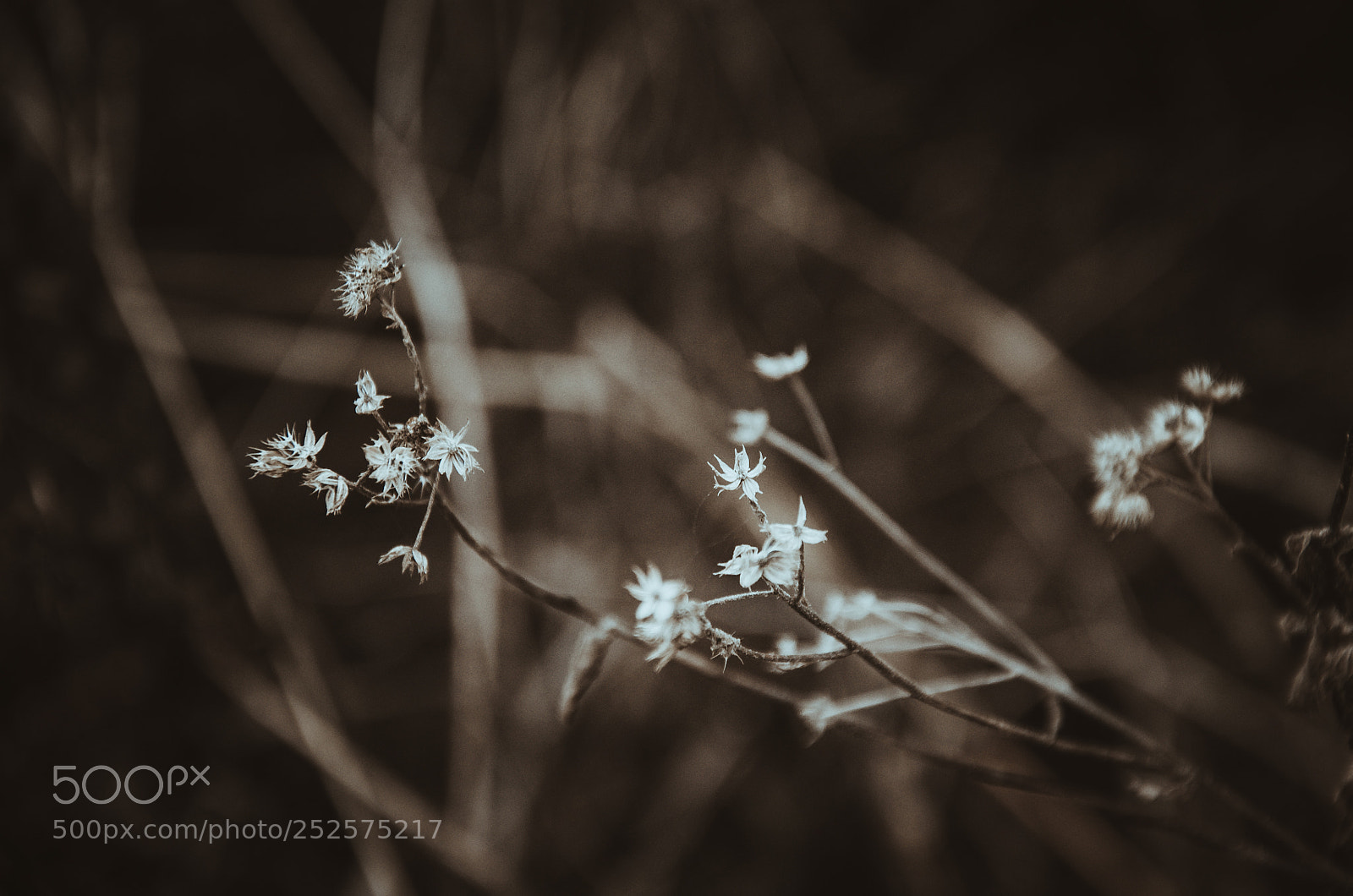 Nikon D7000 sample photo. Winter bloom photography