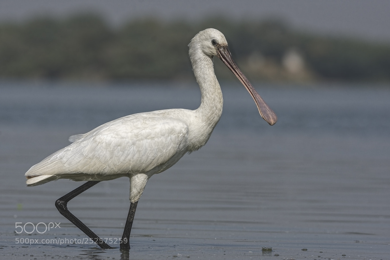 Nikon D7200 sample photo. Spoonbill photography