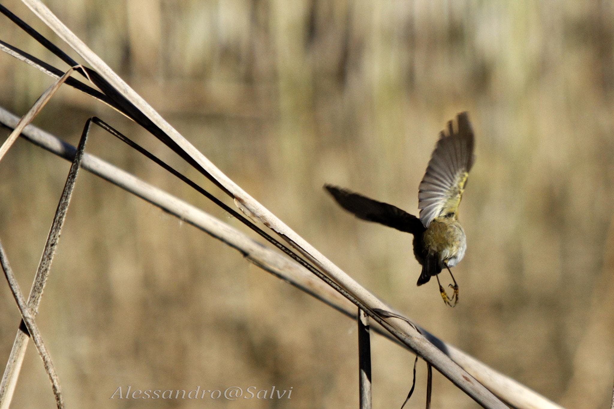 Canon EF 70-200mm F2.8L USM sample photo. Fly photography