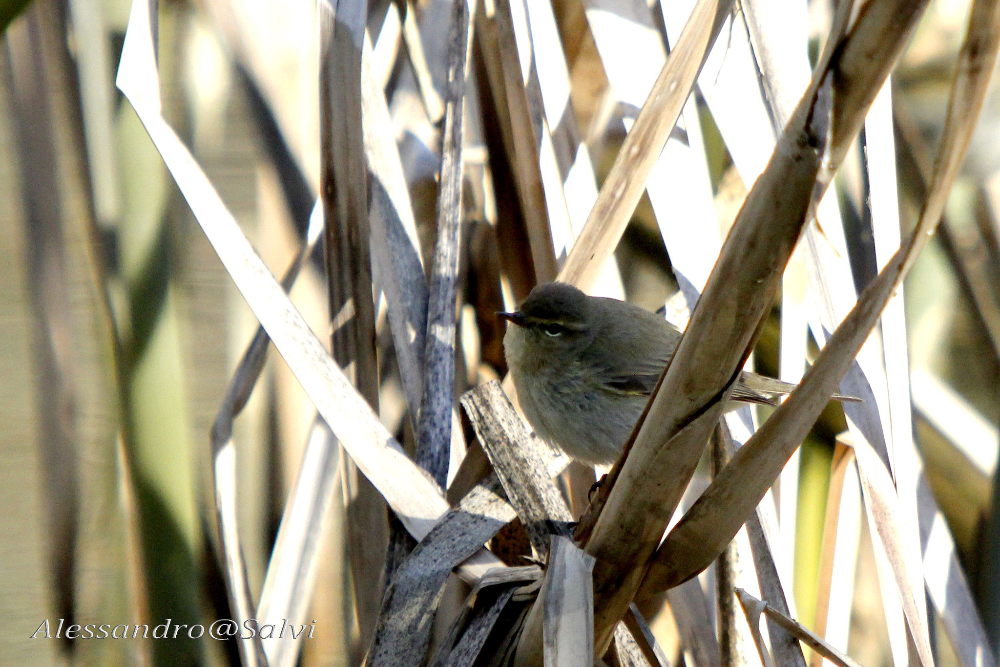 Canon EF 70-200mm F2.8L USM sample photo. Sentinel photography