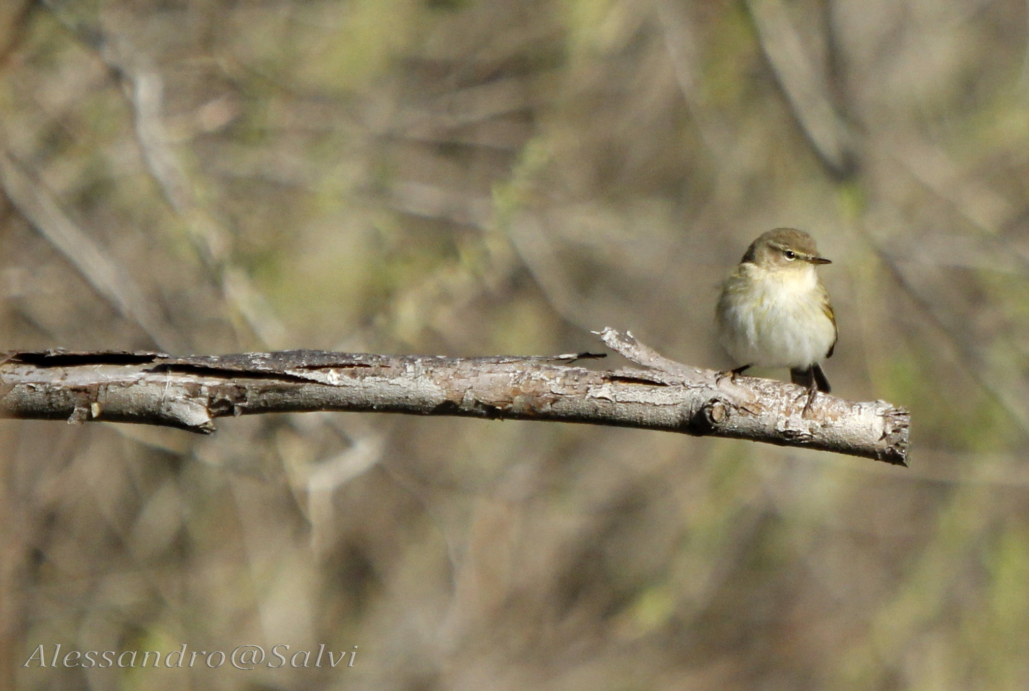 Canon EOS 60D sample photo. Sentinel 2 photography