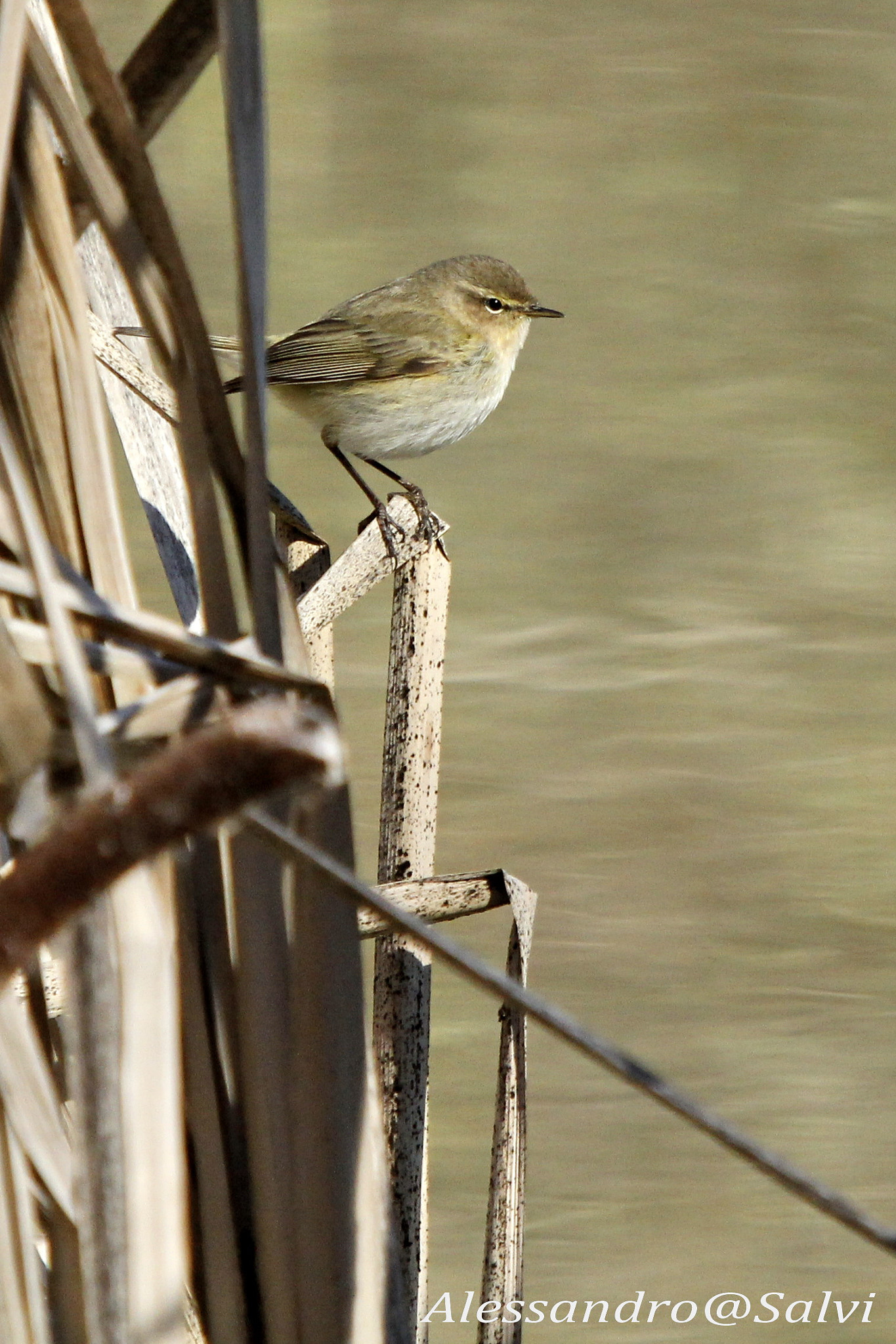 Canon EF 70-200mm F2.8L USM sample photo. Sentinel 3 photography