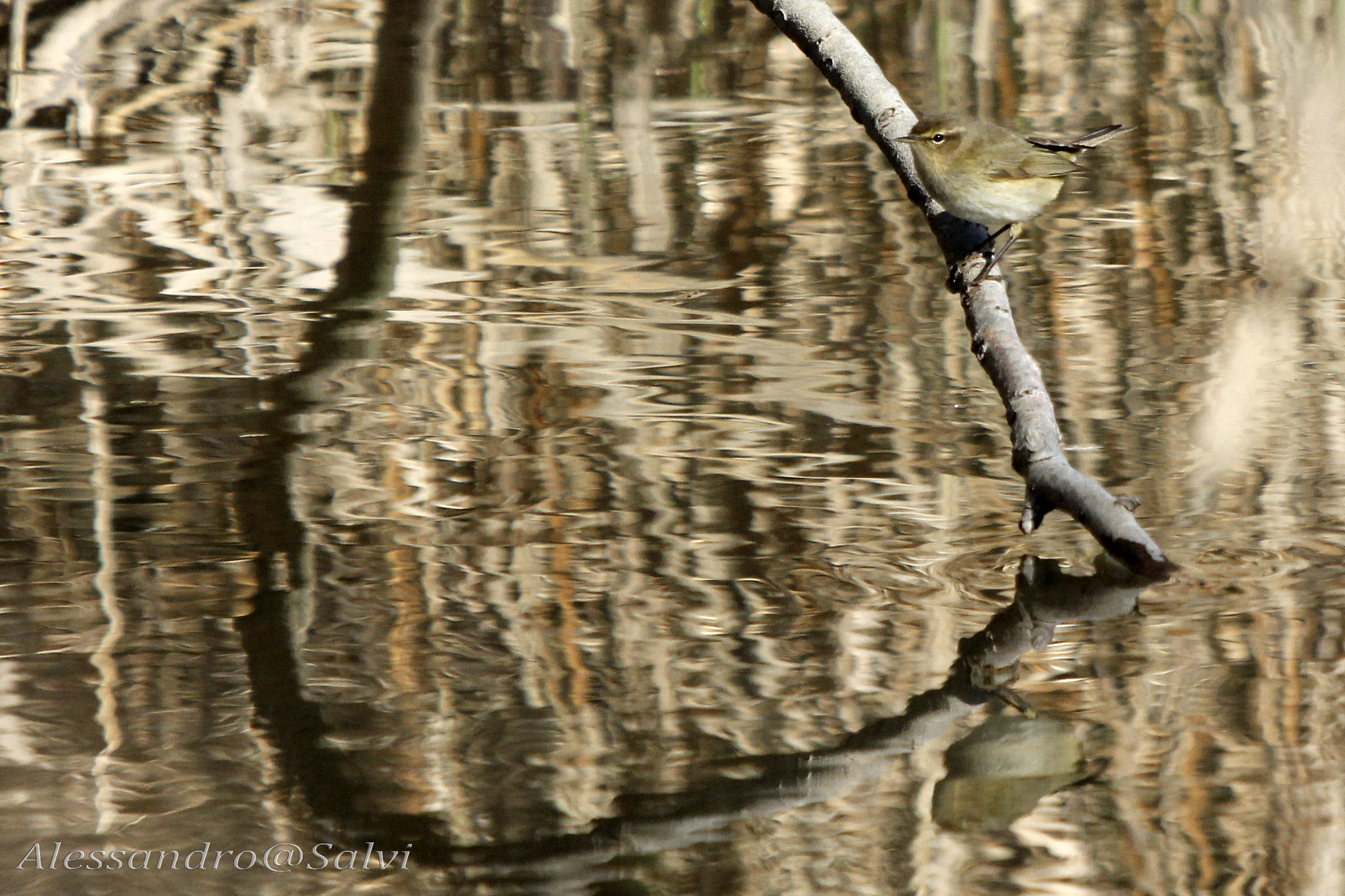 Canon EF 70-200mm F2.8L USM sample photo. Relex photography