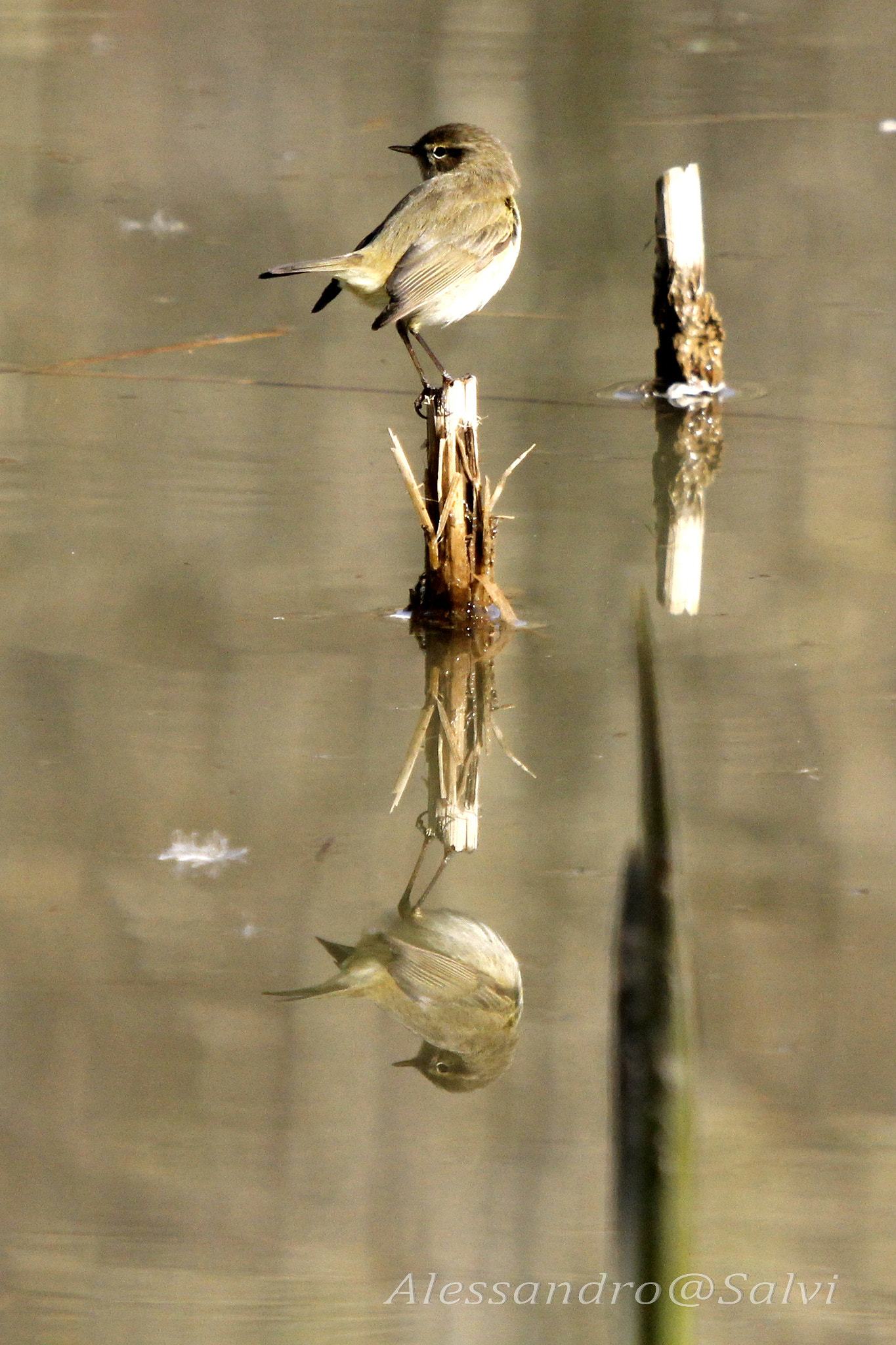 Canon EF 70-200mm F2.8L USM sample photo. Reflex 2 photography