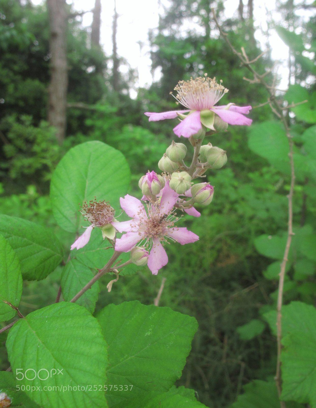 Canon PowerShot G10 sample photo. Eecfa orig photography