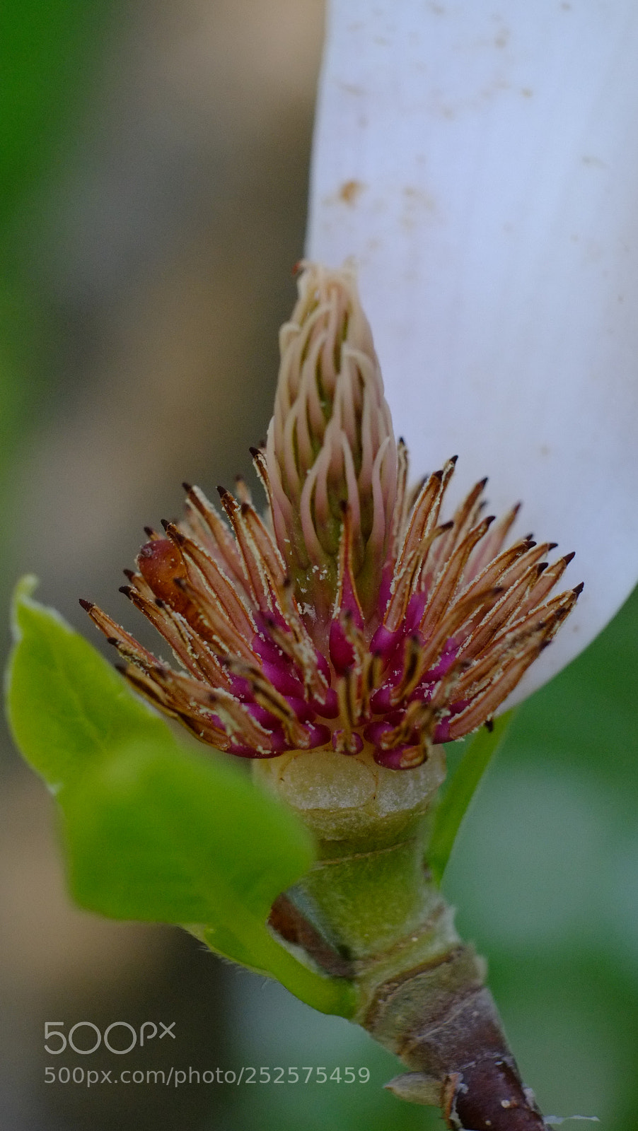 Fujifilm X-E1 sample photo. Flower photography