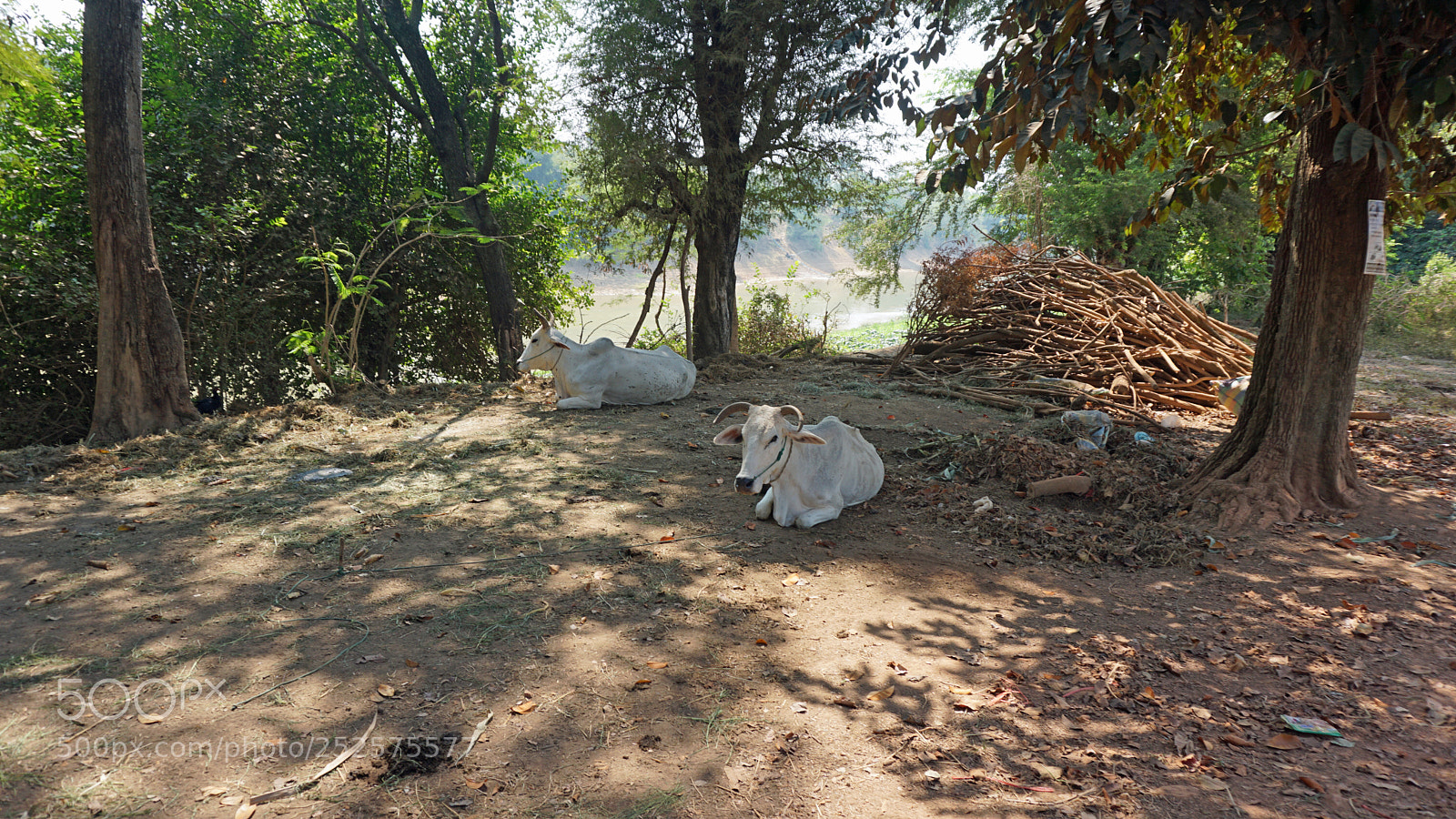 Sony a6000 sample photo. Araund battambang village photography