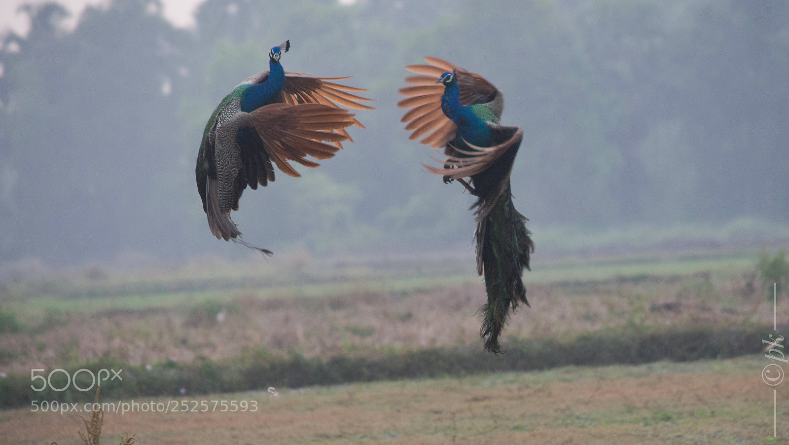 Nikon D7200 sample photo. Peacock fight photography