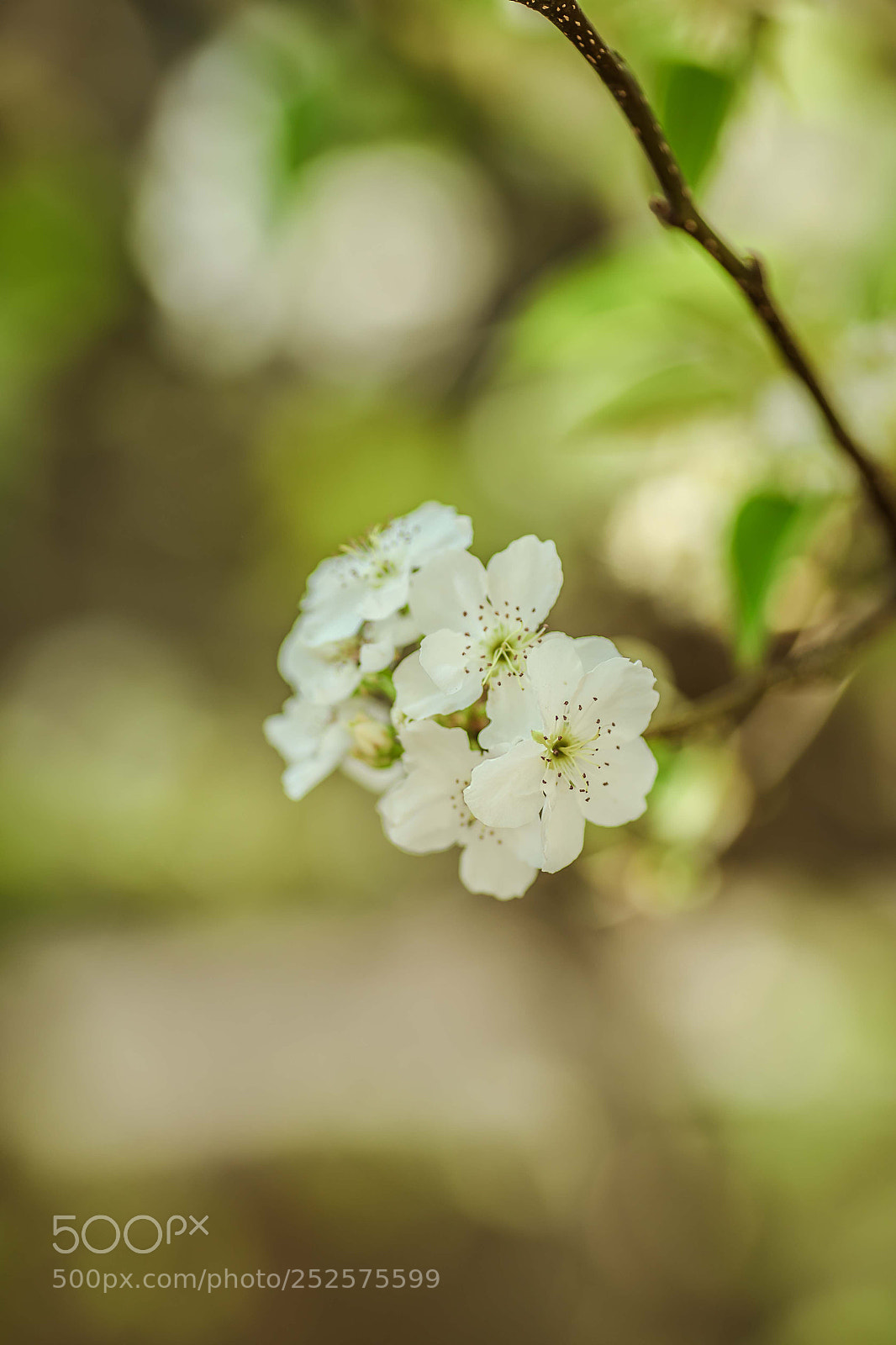 Canon EOS 5D Mark IV sample photo. Untitled photography