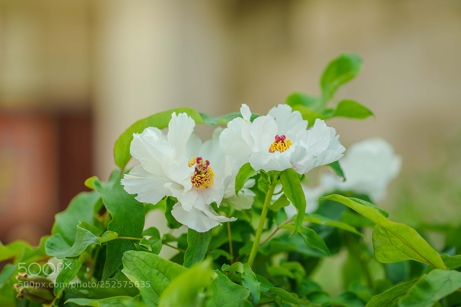 Canon EOS 5D Mark IV sample photo. Untitled photography
