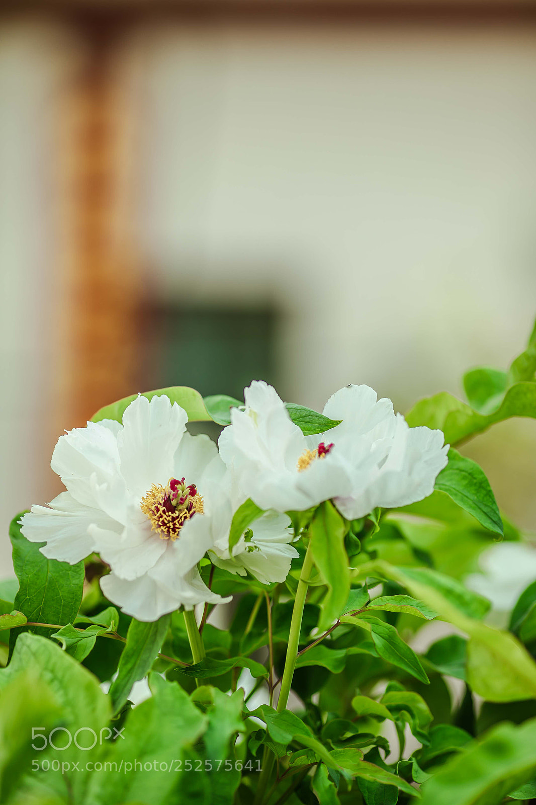 Canon EOS 5D Mark IV sample photo. Untitled photography