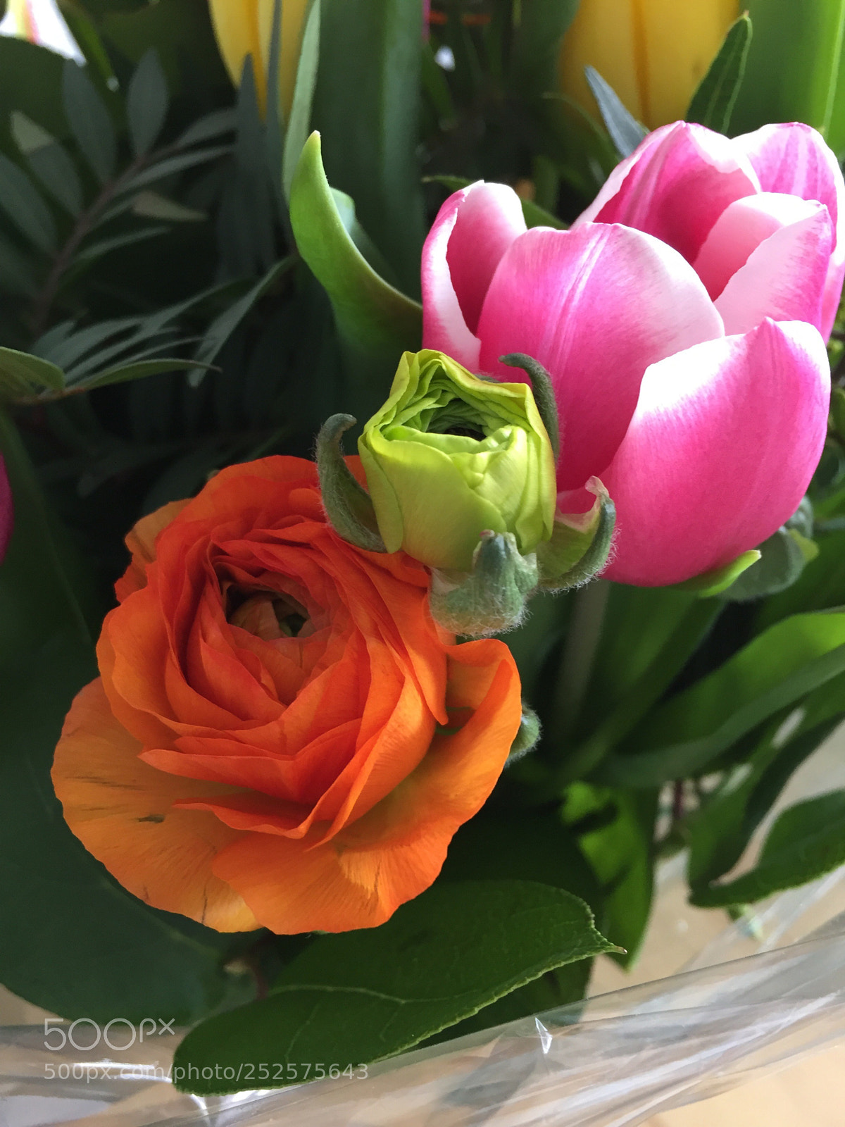 Apple iPhone 6 sample photo. Flower photography