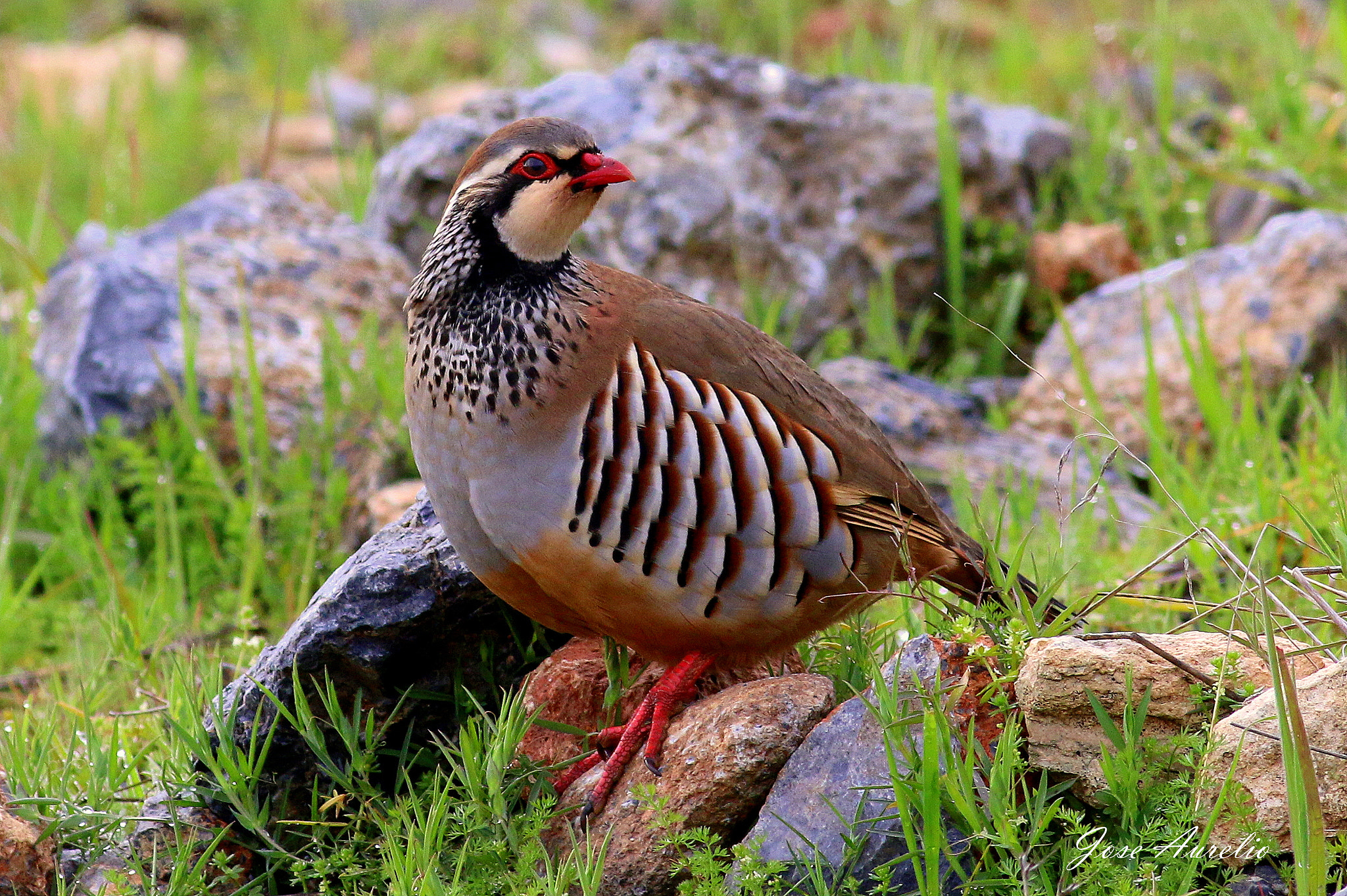 Canon EOS 70D + Canon EF 400mm F5.6L USM sample photo. Perdiz roja photography