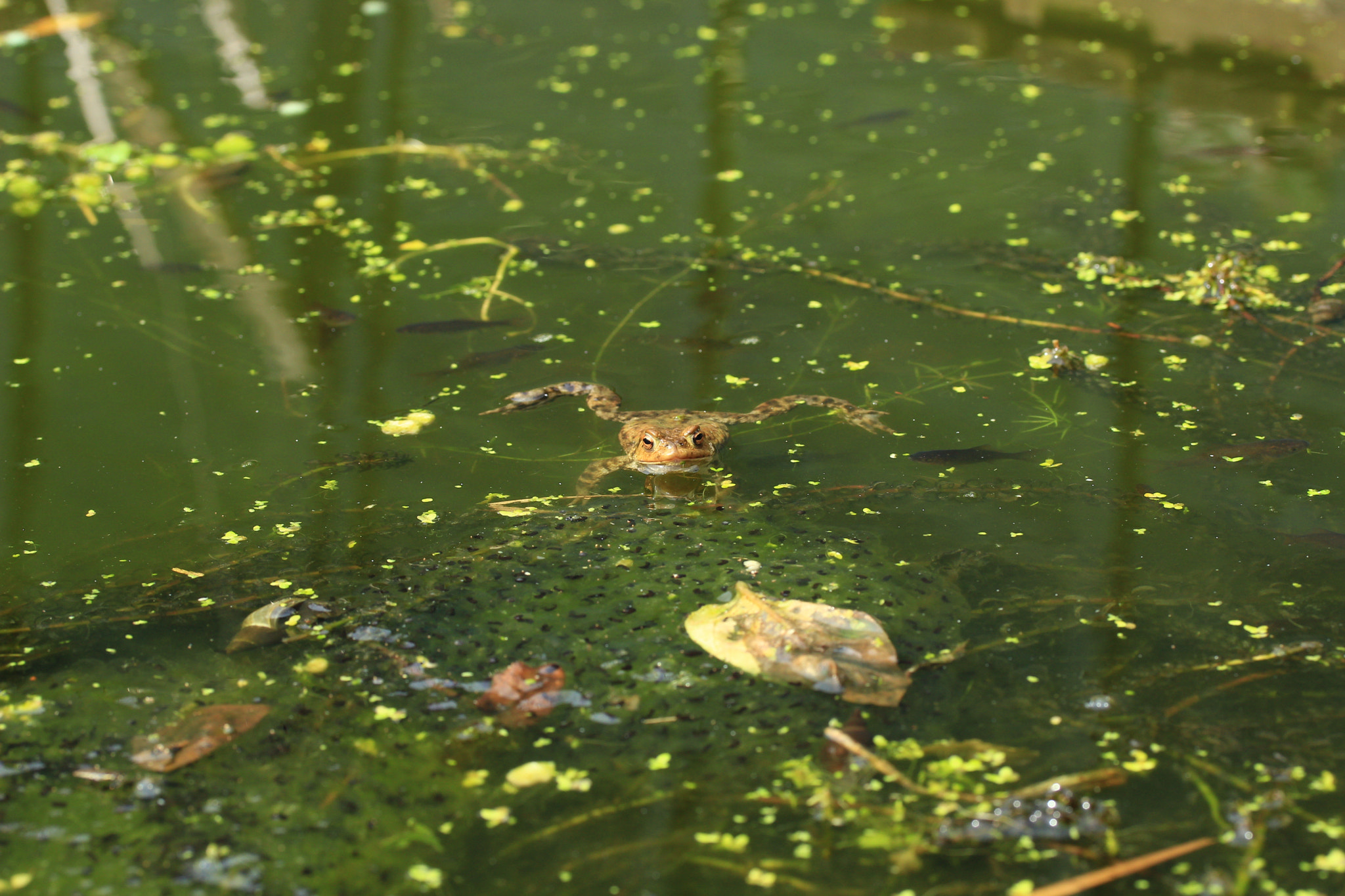 Canon EF-S 60mm F2.8 Macro USM sample photo. Frog in a pond photography