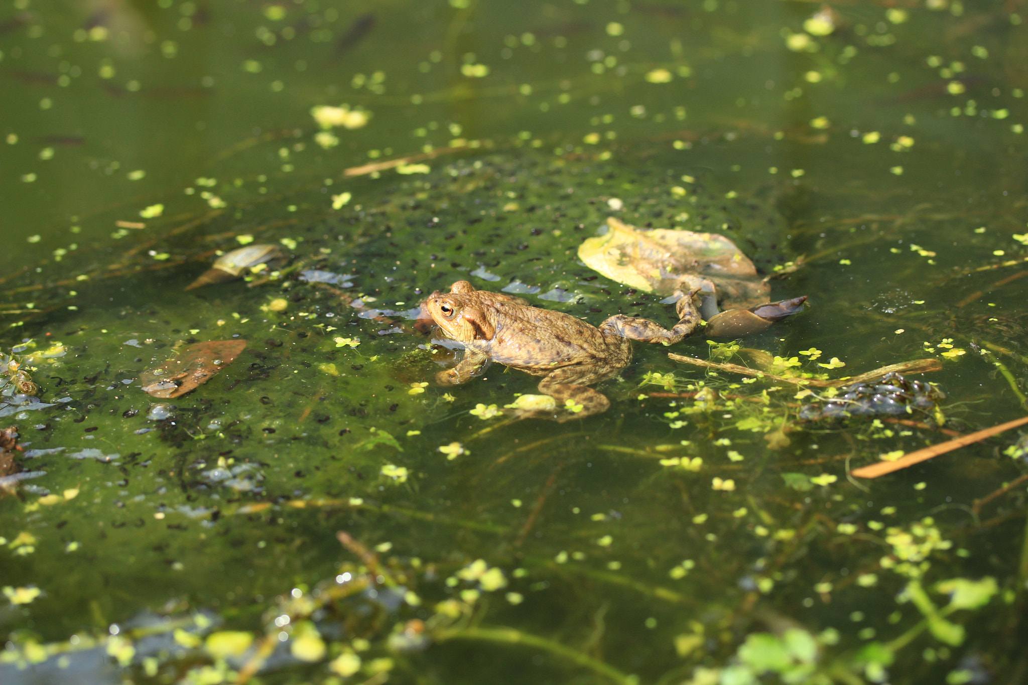 Canon EF-S 60mm F2.8 Macro USM sample photo. In the pond photography